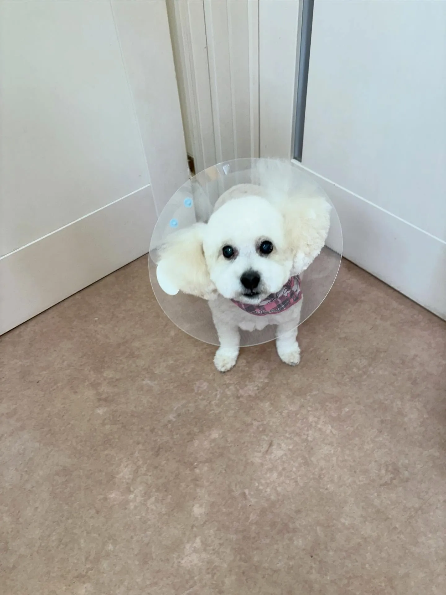 犬のトリミング✂️