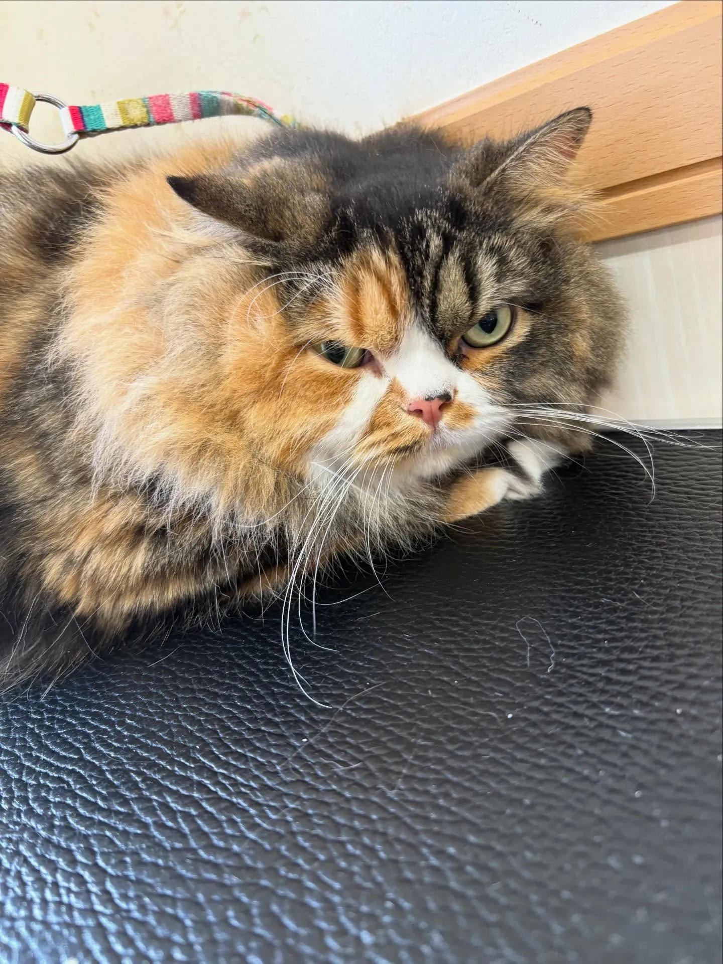 猫のシャンプー🫧