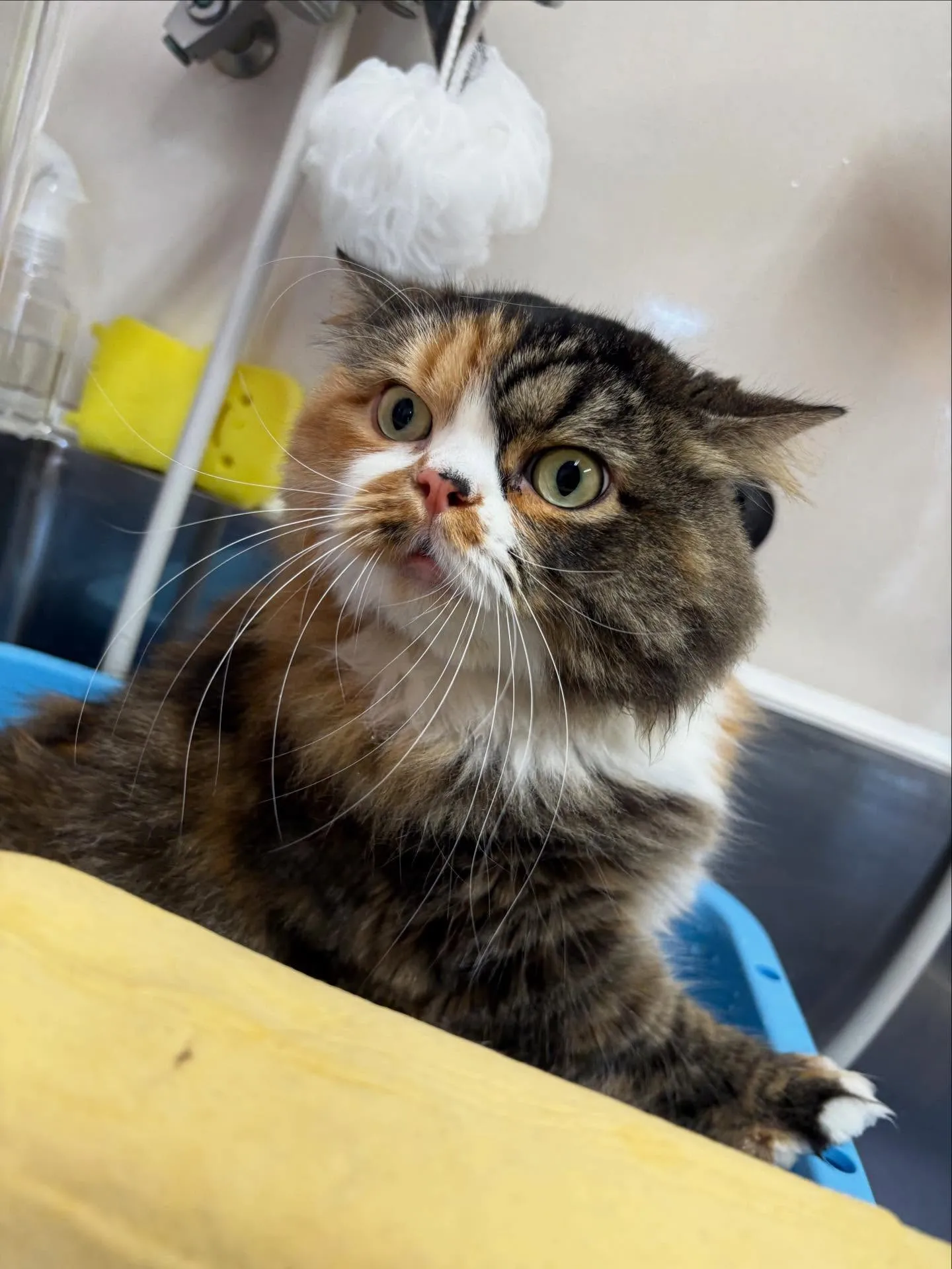 猫のシャンプー🫧