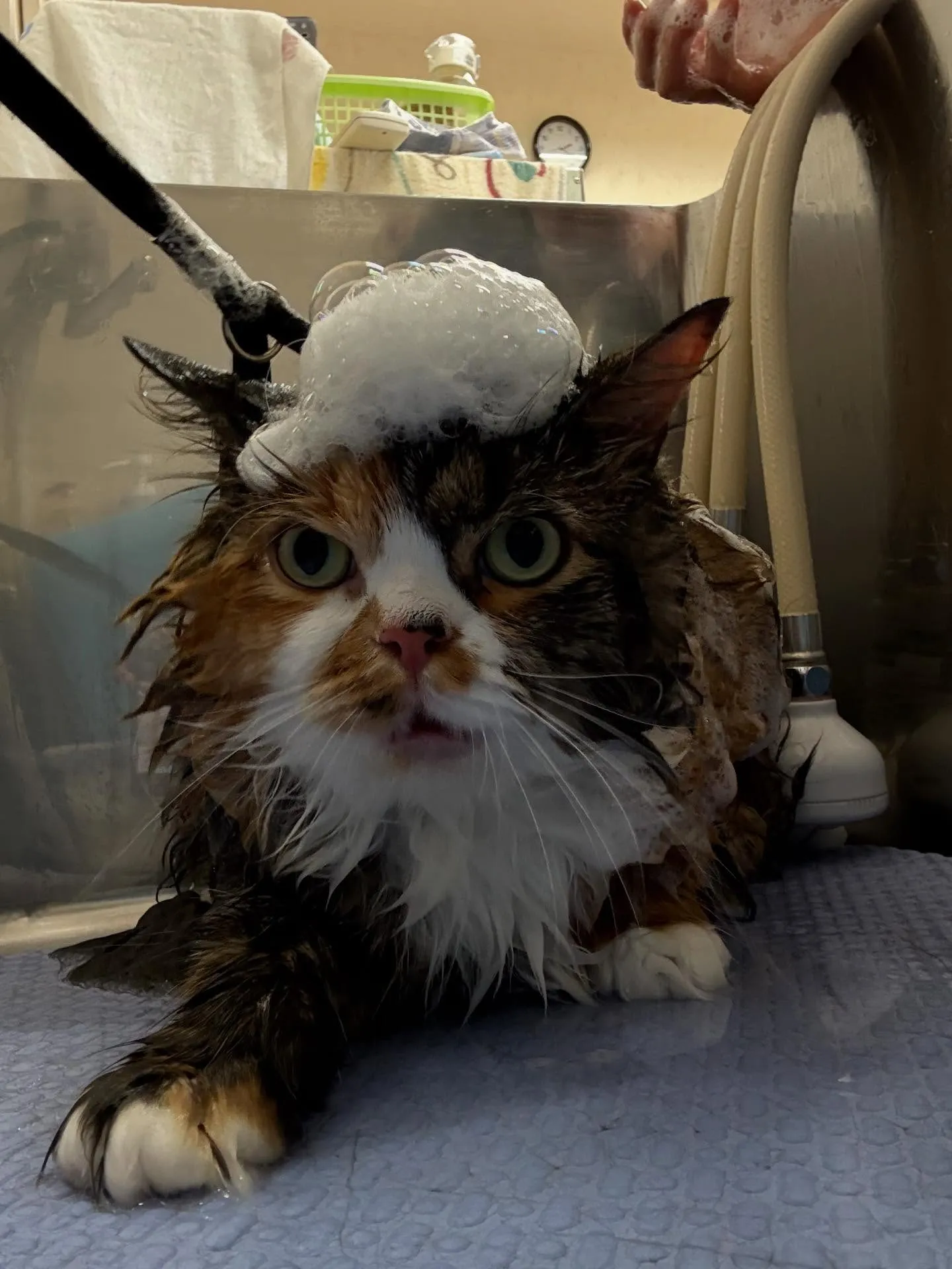 猫のシャンプー🫧