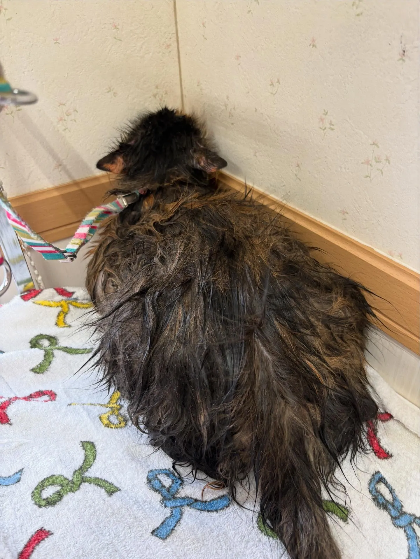 猫のシャンプー🫧