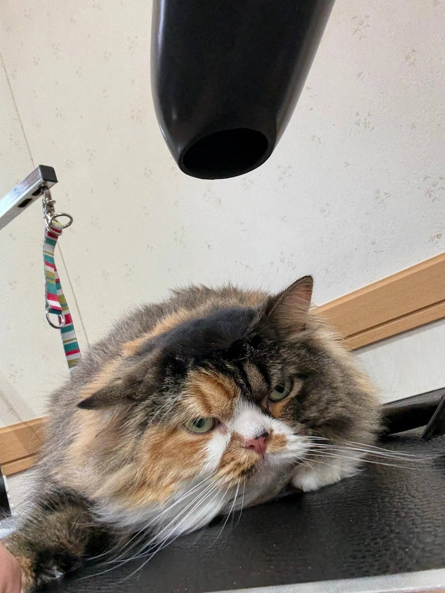 猫のシャンプー🫧