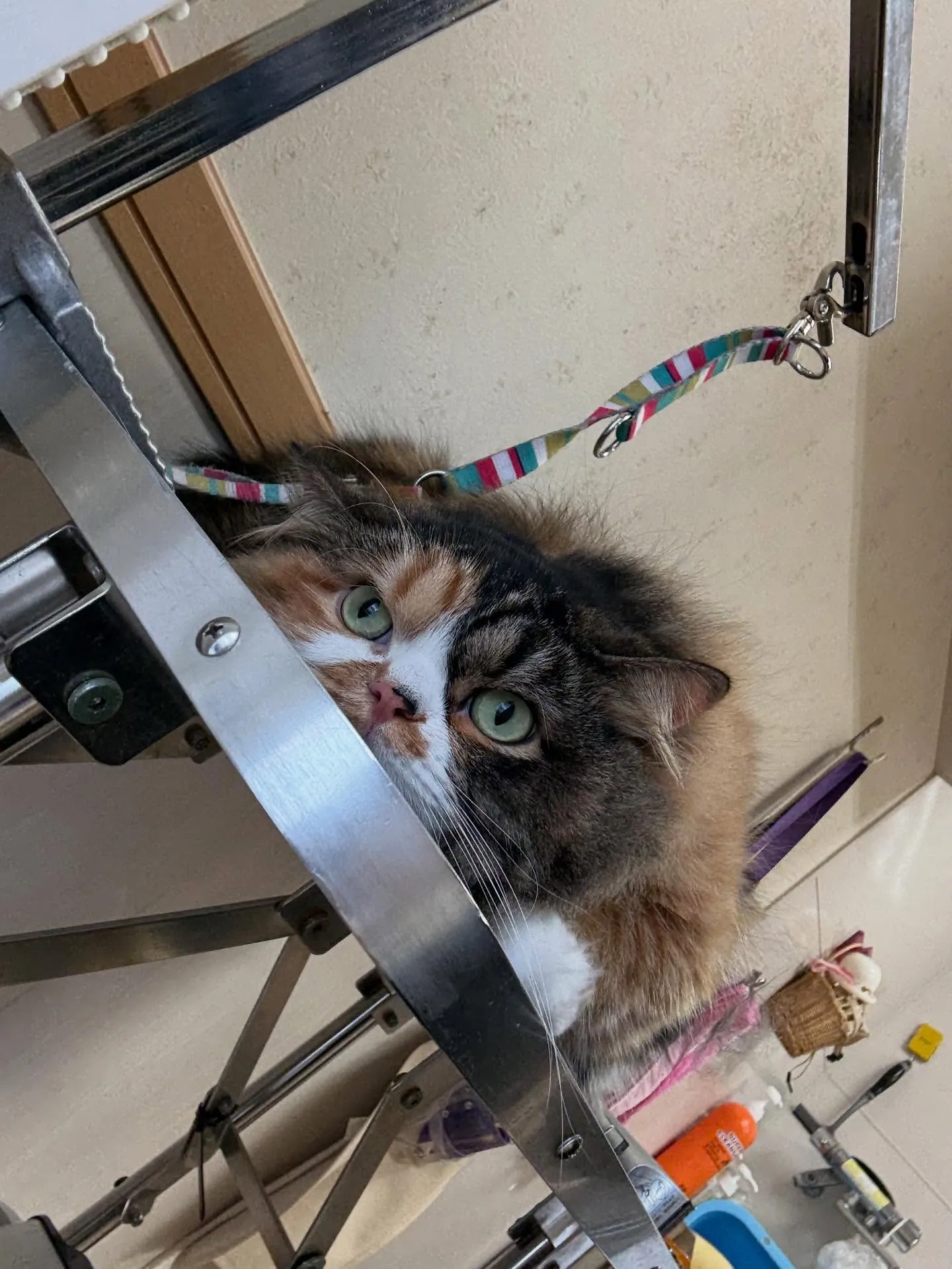 猫のシャンプー🫧