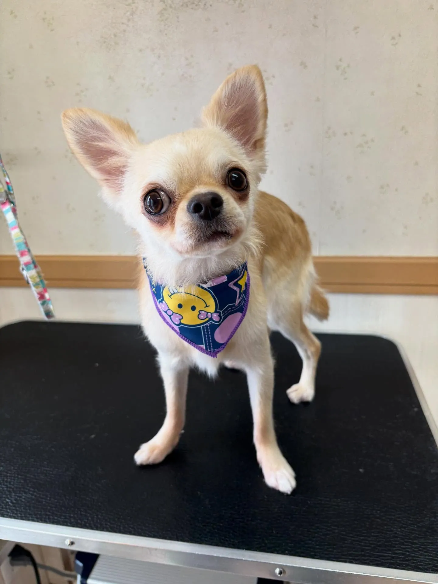 犬のシャンプー🫧