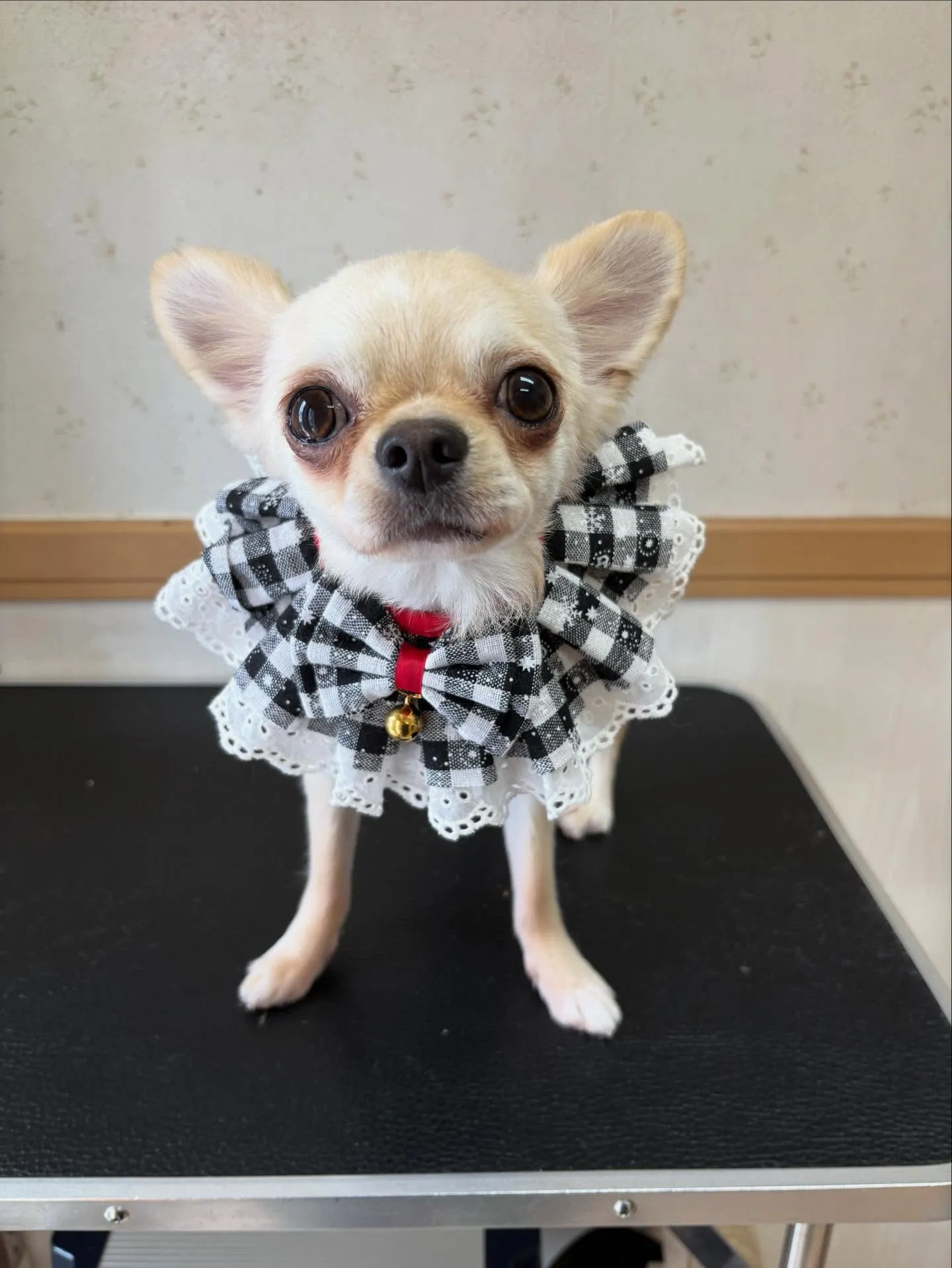 犬のシャンプー🫧