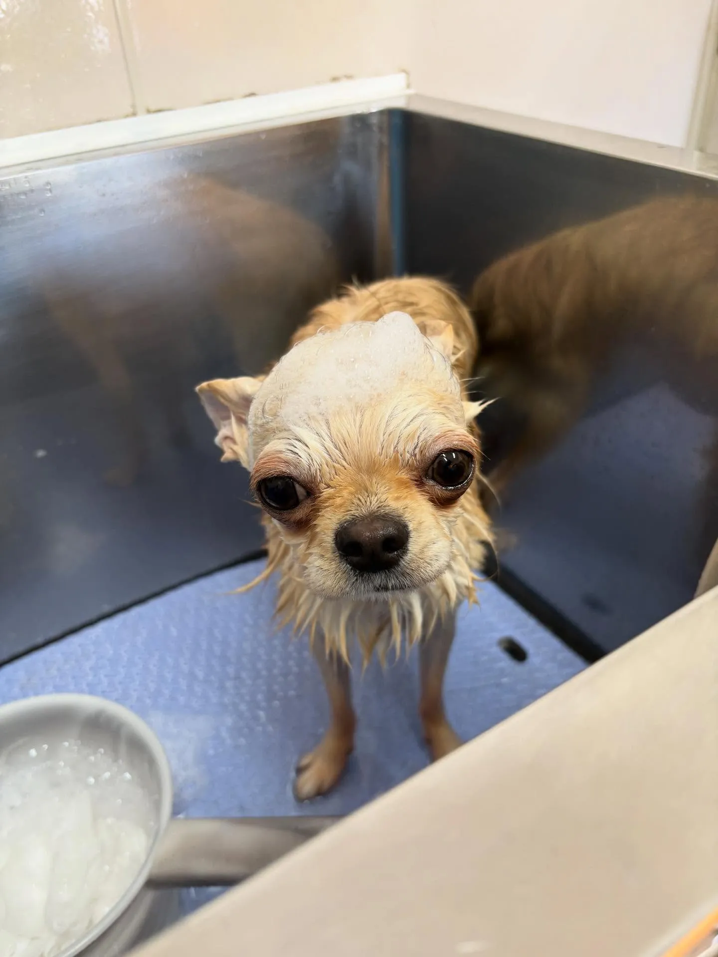 犬のシャンプー🫧