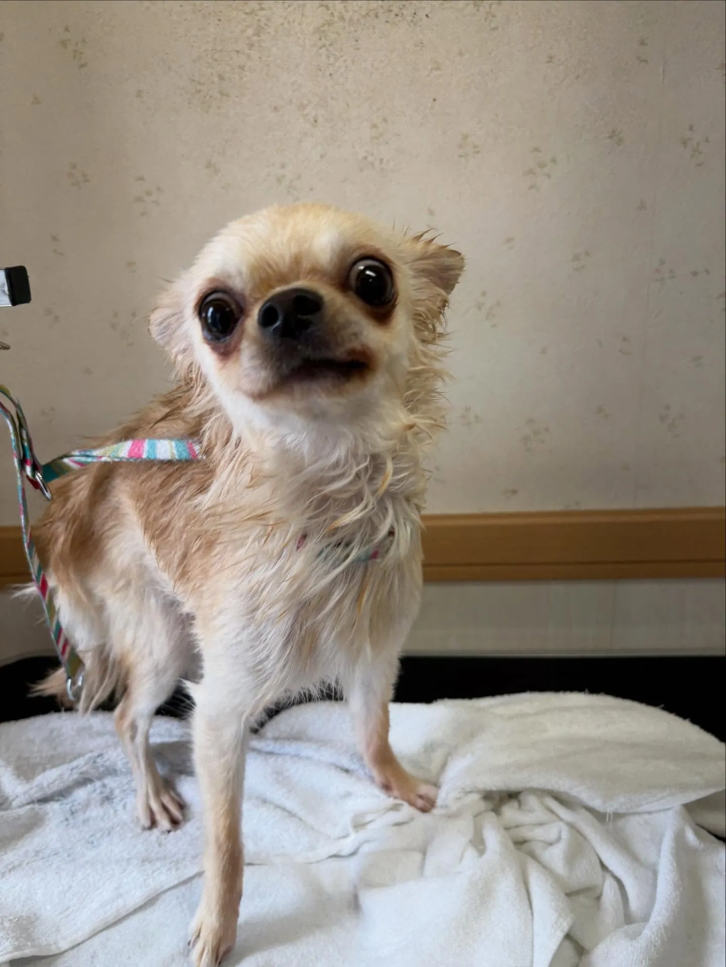 犬のシャンプー🫧