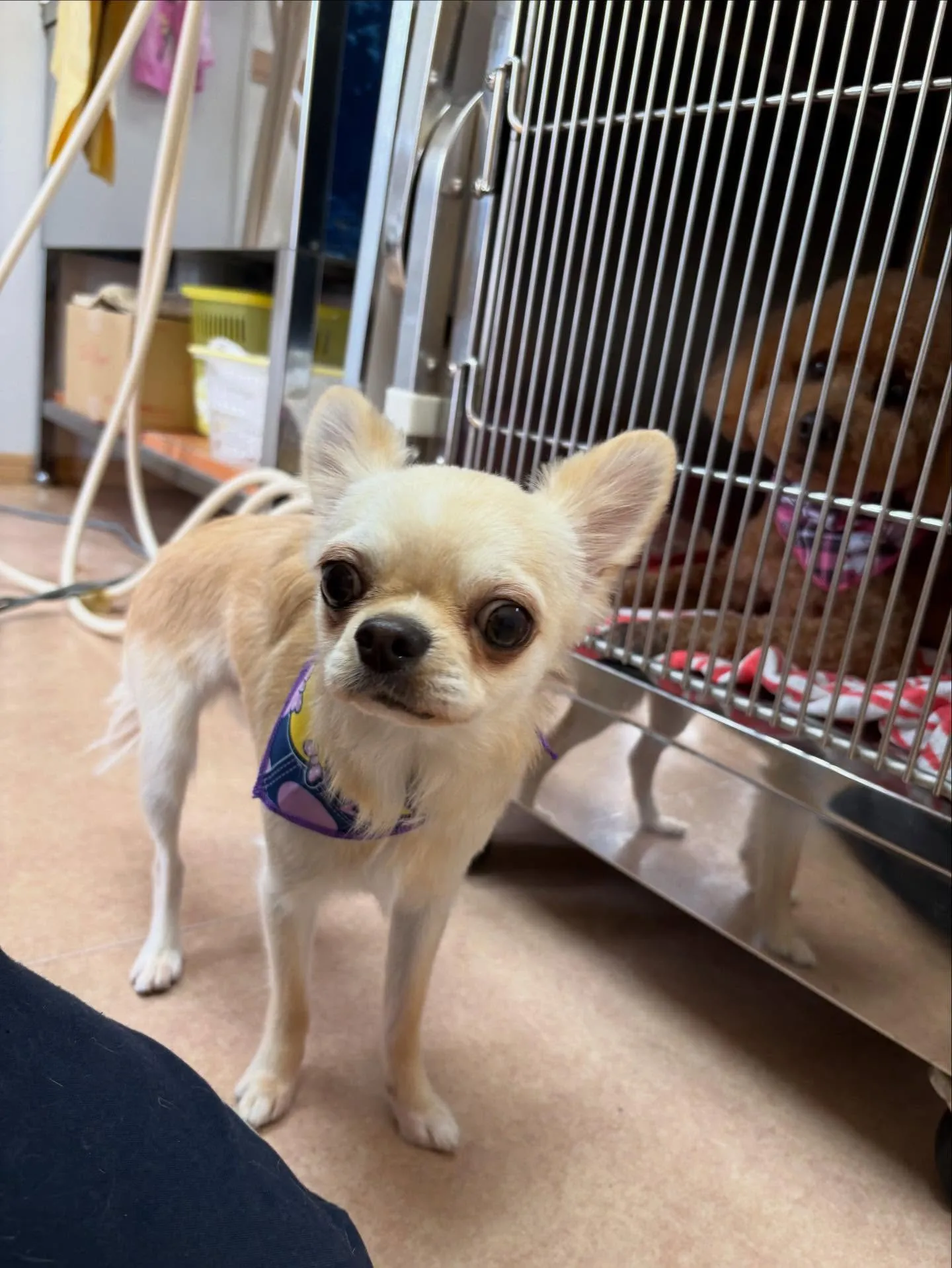 犬のシャンプー🫧