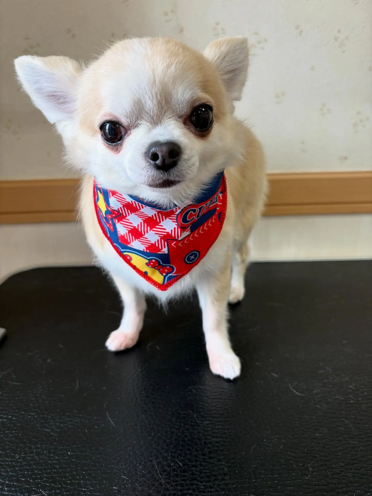 犬のシャンプー🫧