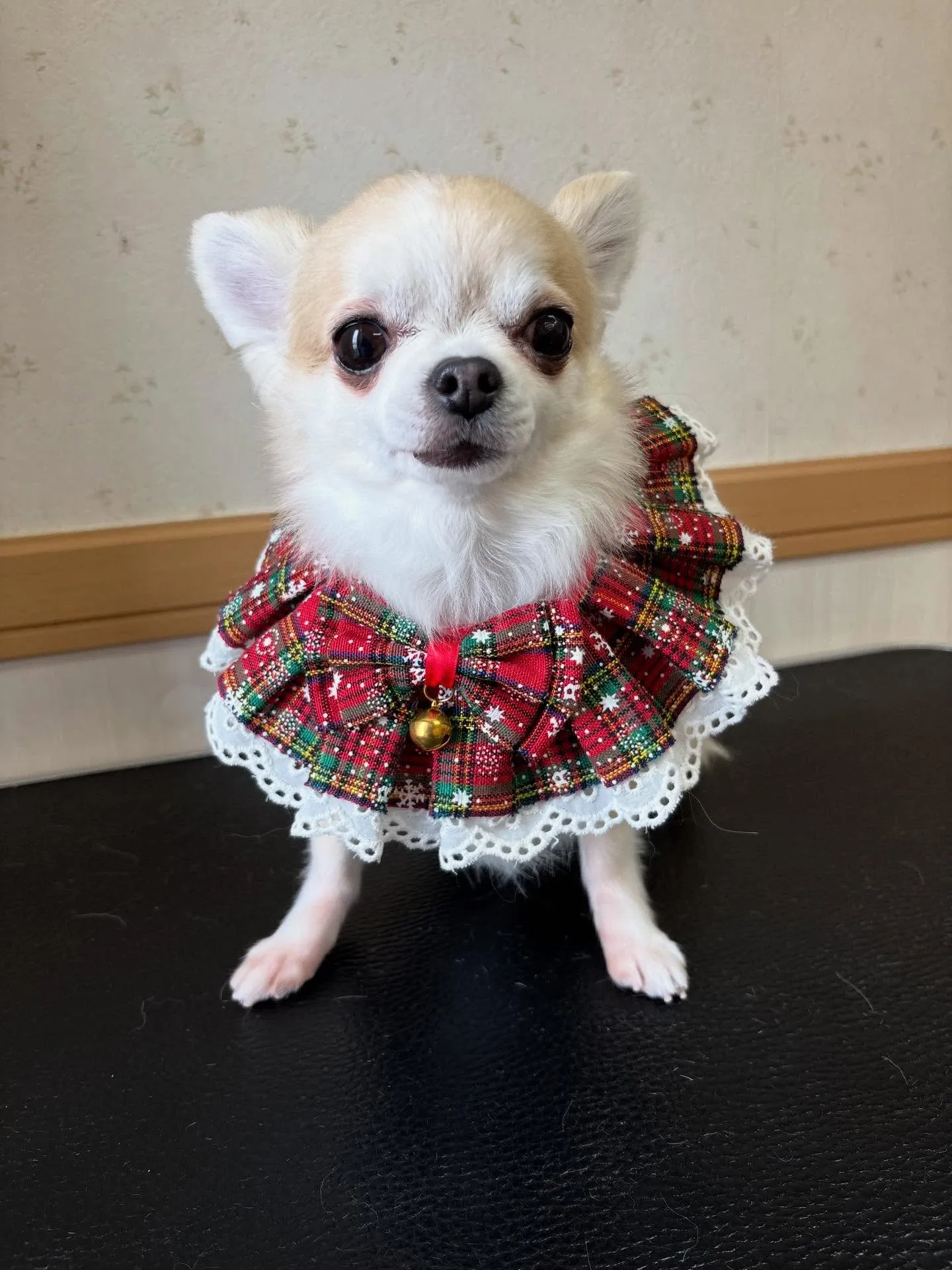 犬のシャンプー🫧