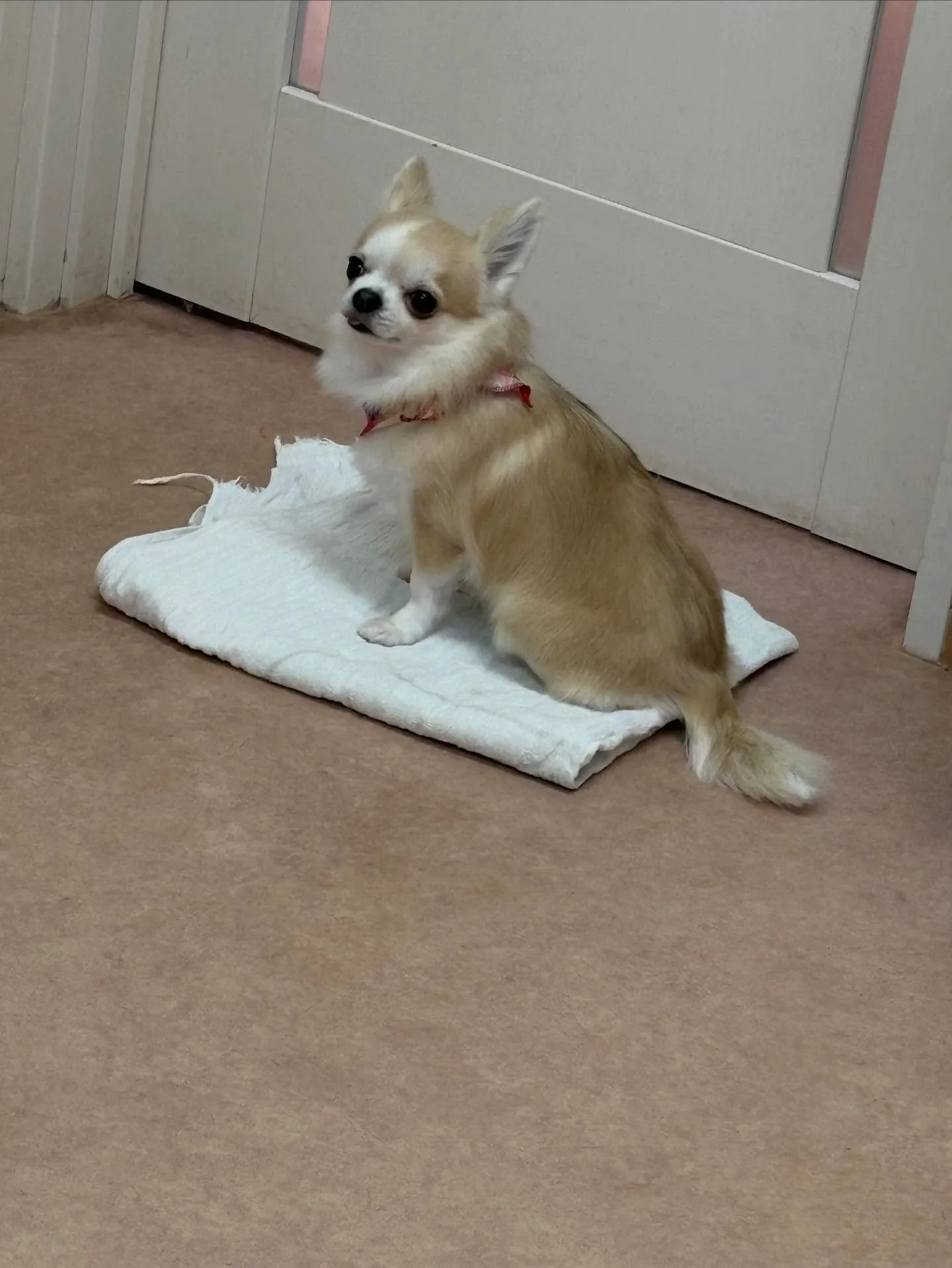 犬のシャンプー🫧