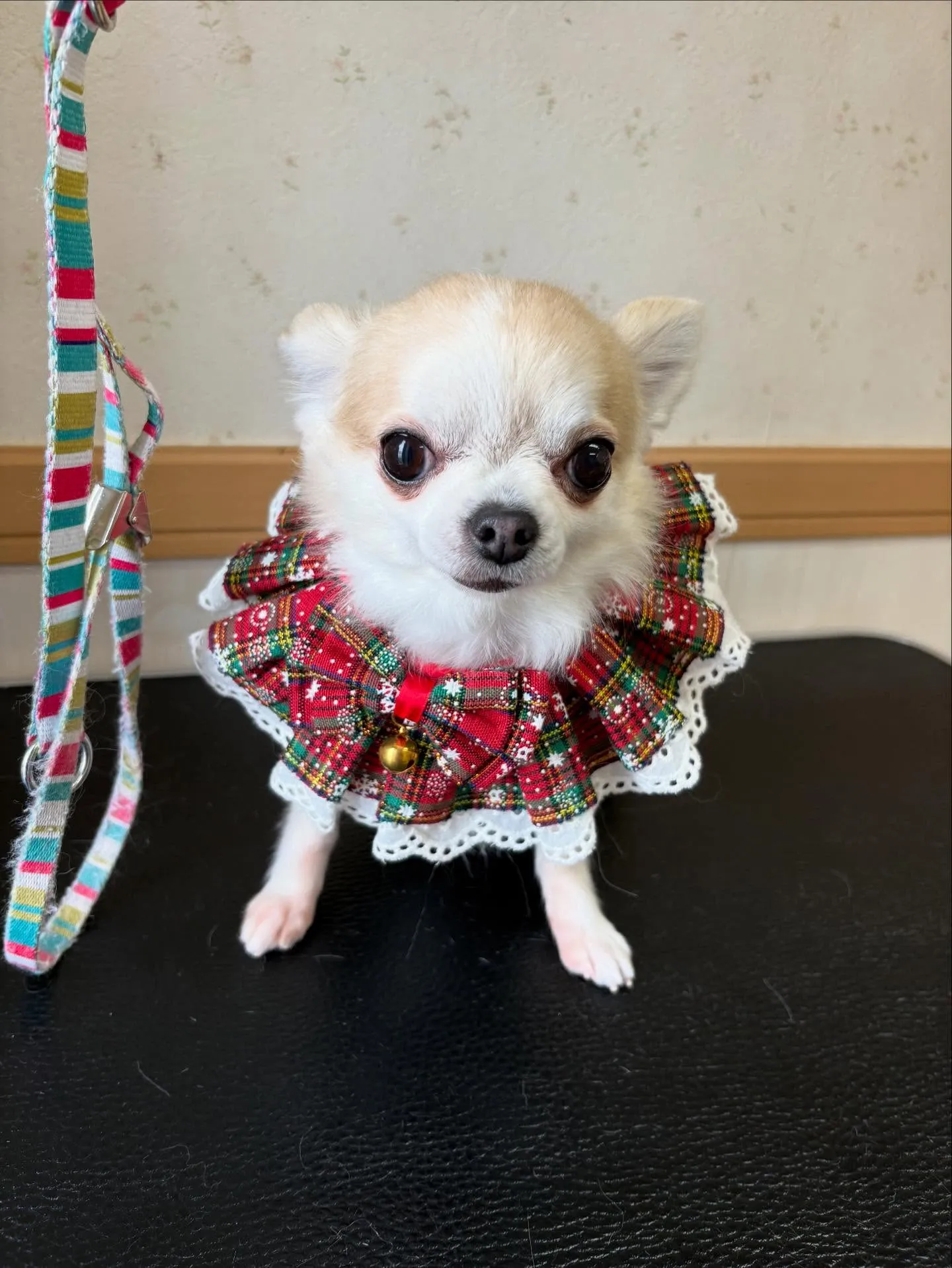 犬のシャンプー🫧