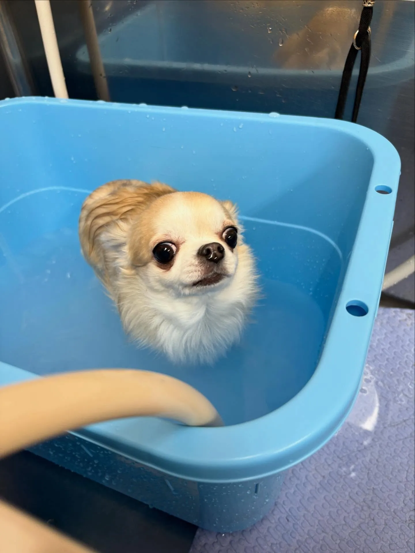 犬のシャンプー🫧