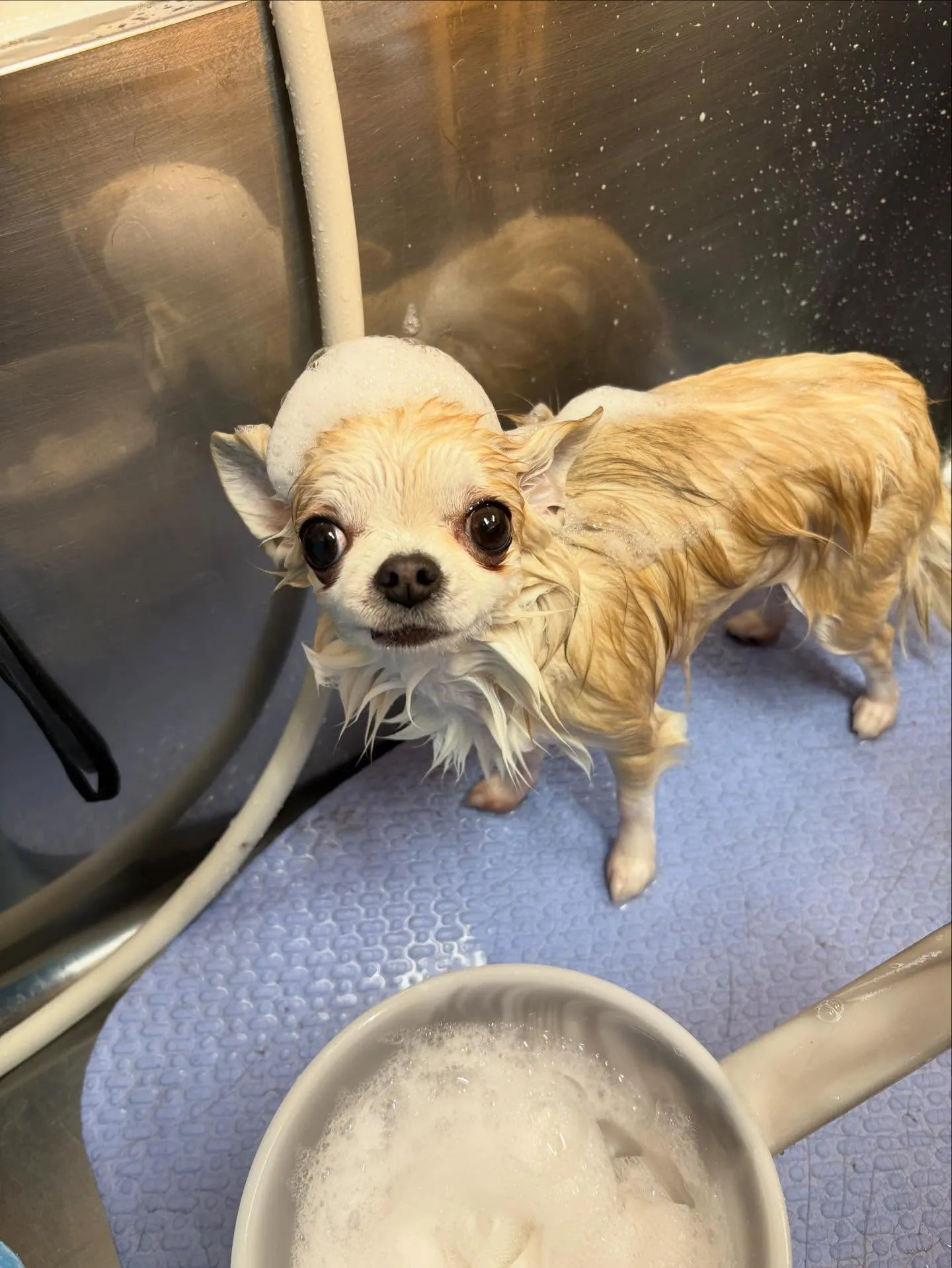 犬のシャンプー🫧
