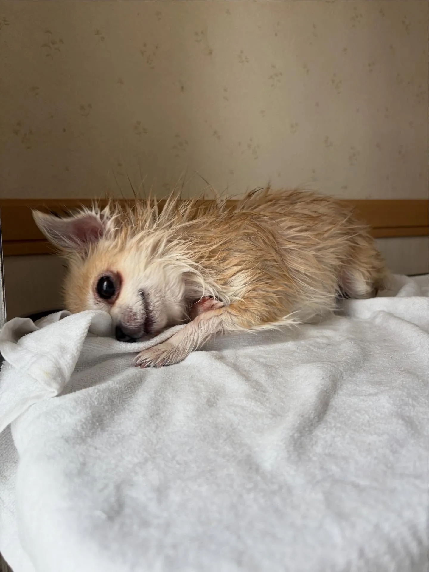 犬のシャンプー🫧