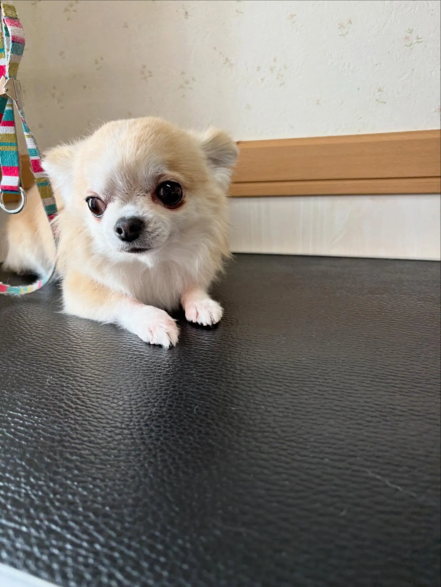 犬のシャンプー🫧