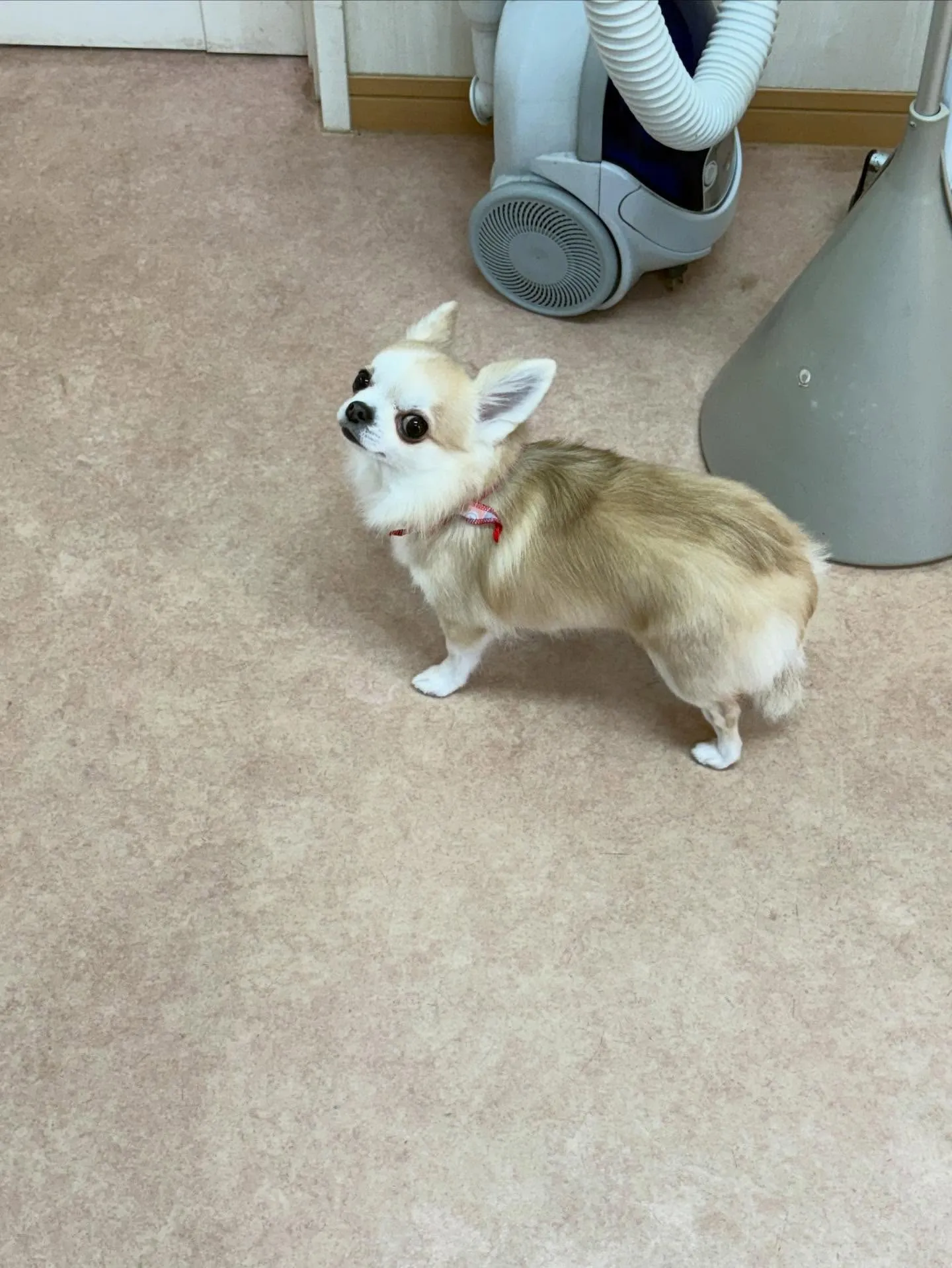 犬のシャンプー🫧