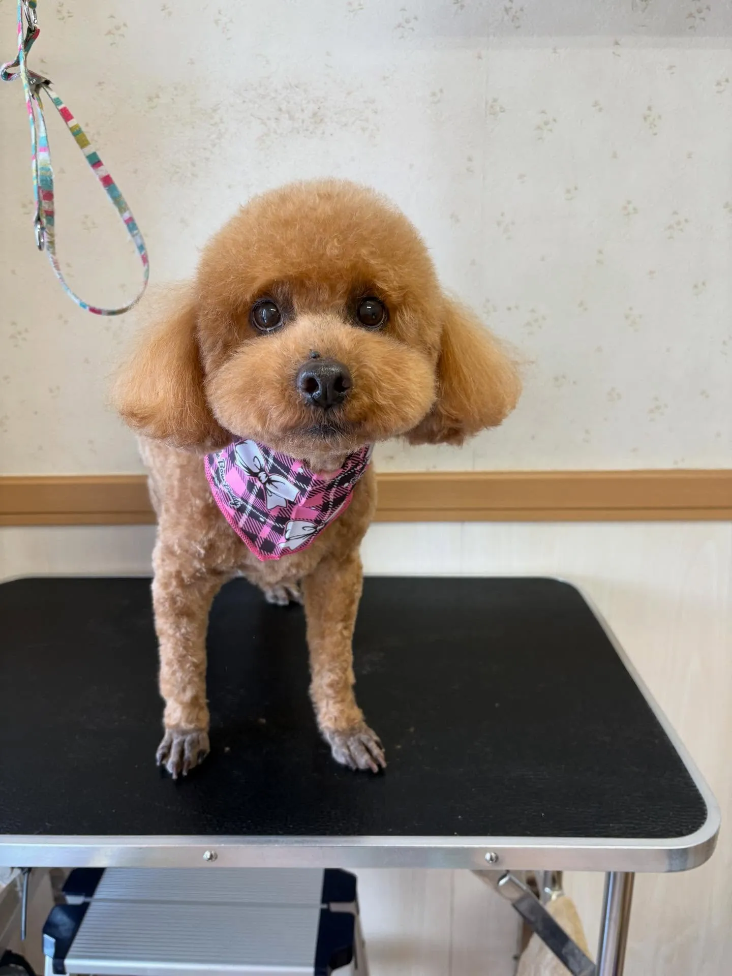 犬のトリミング✂️