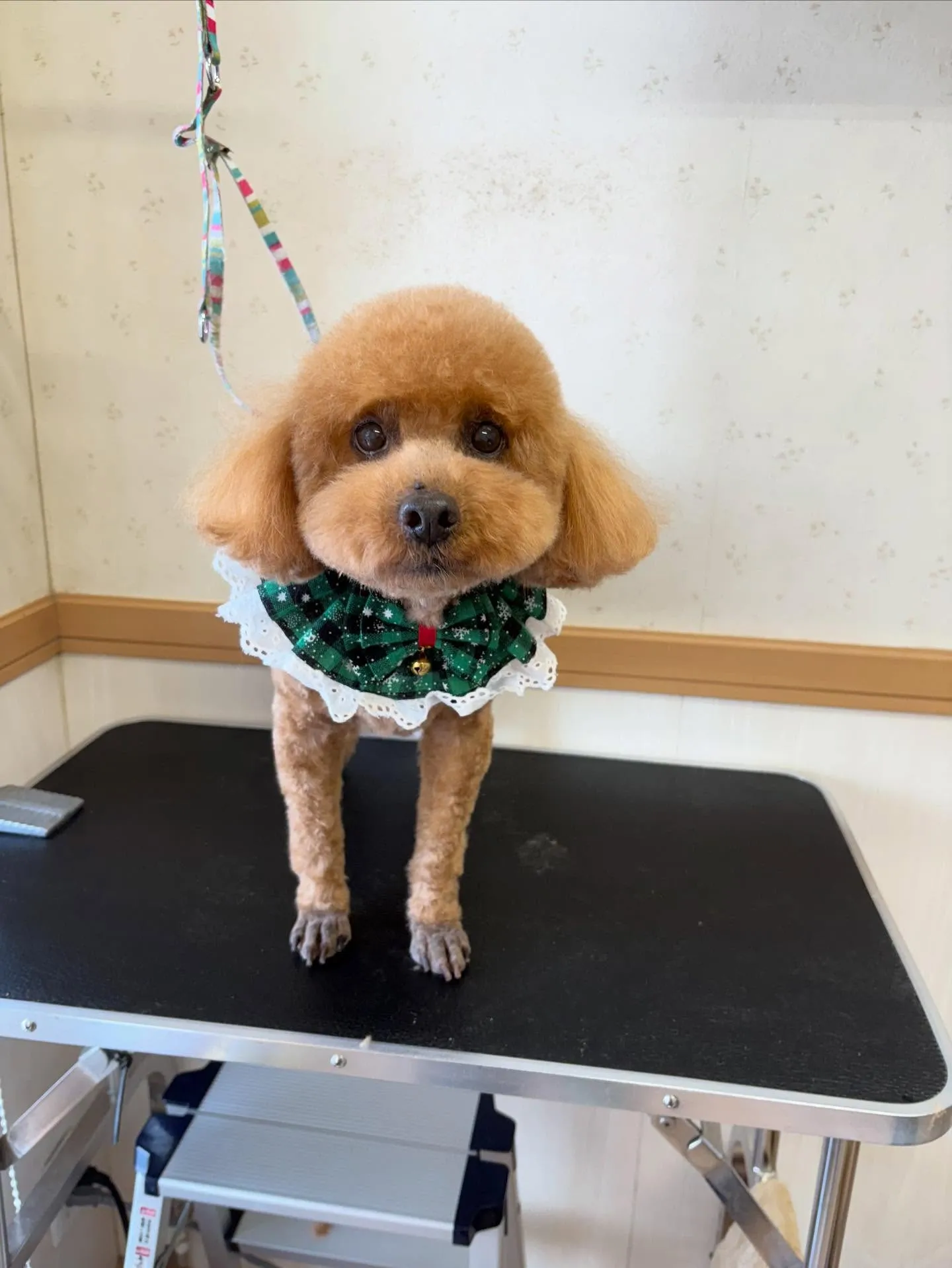 犬のトリミング✂️