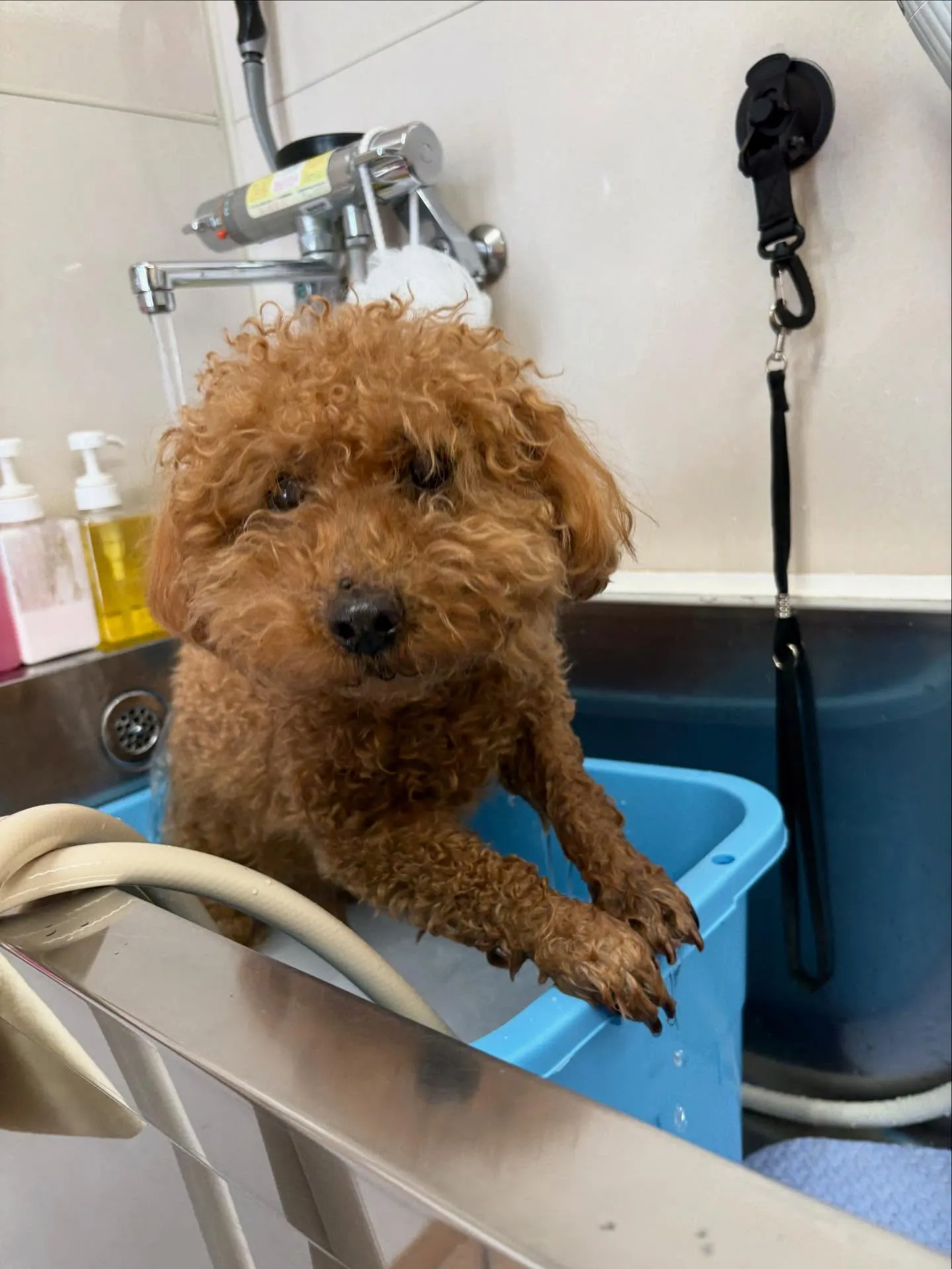 犬のトリミング✂️