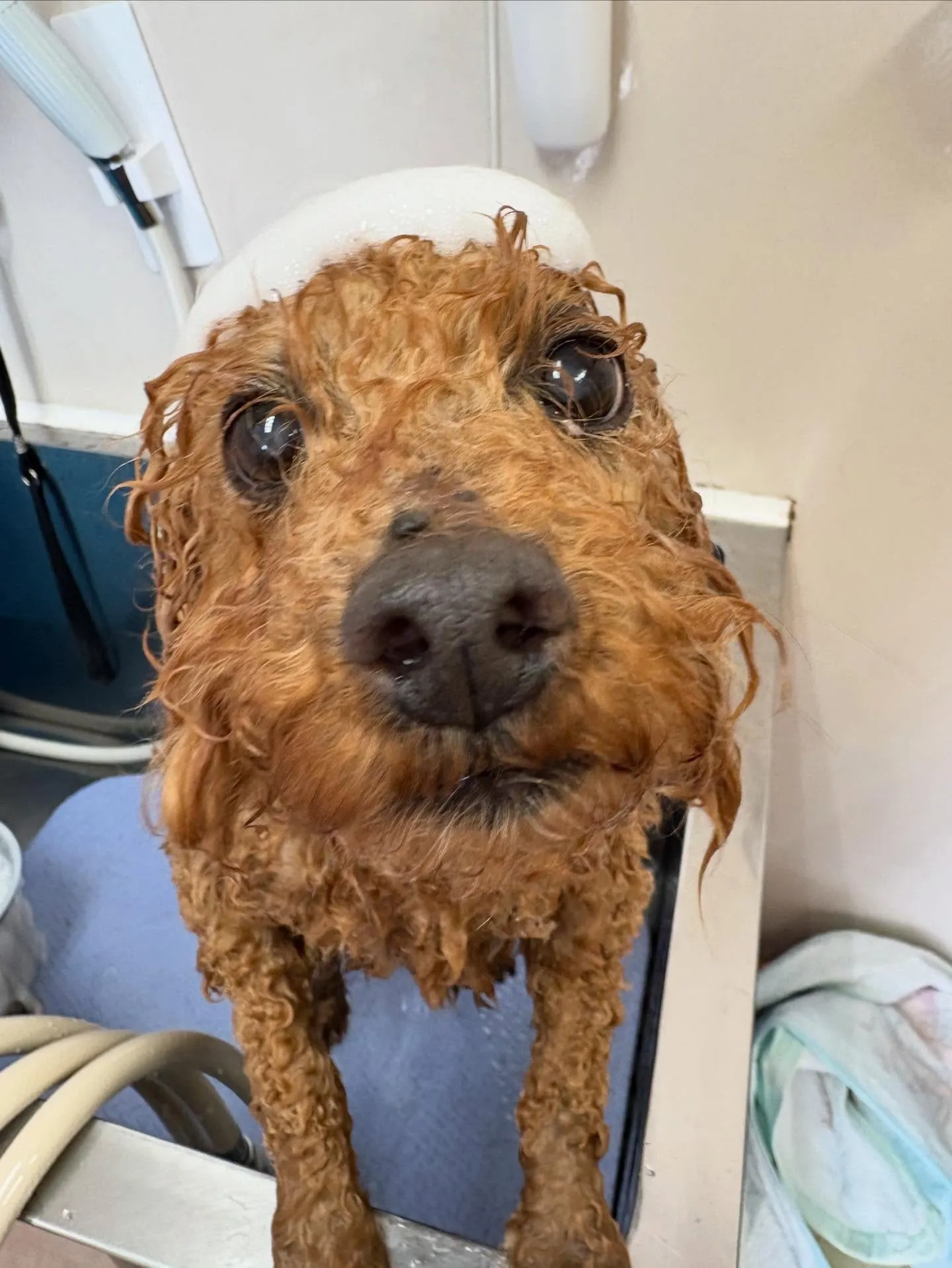 犬のトリミング✂️