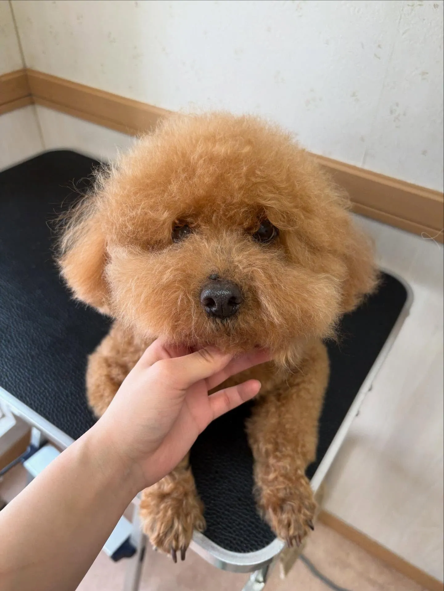 犬のトリミング✂️