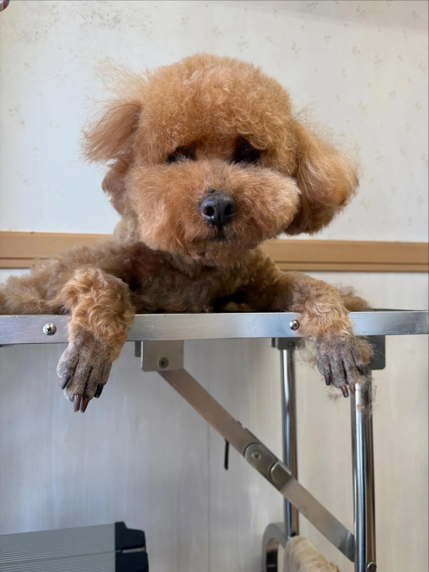 犬のトリミング✂️