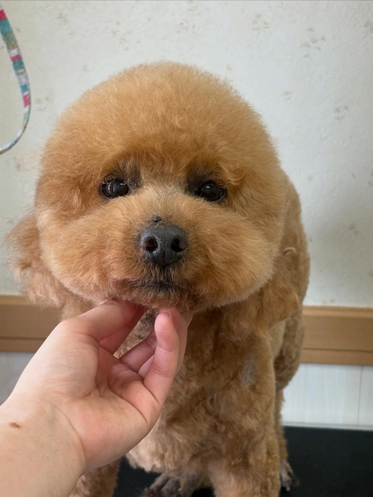 犬のトリミング✂️