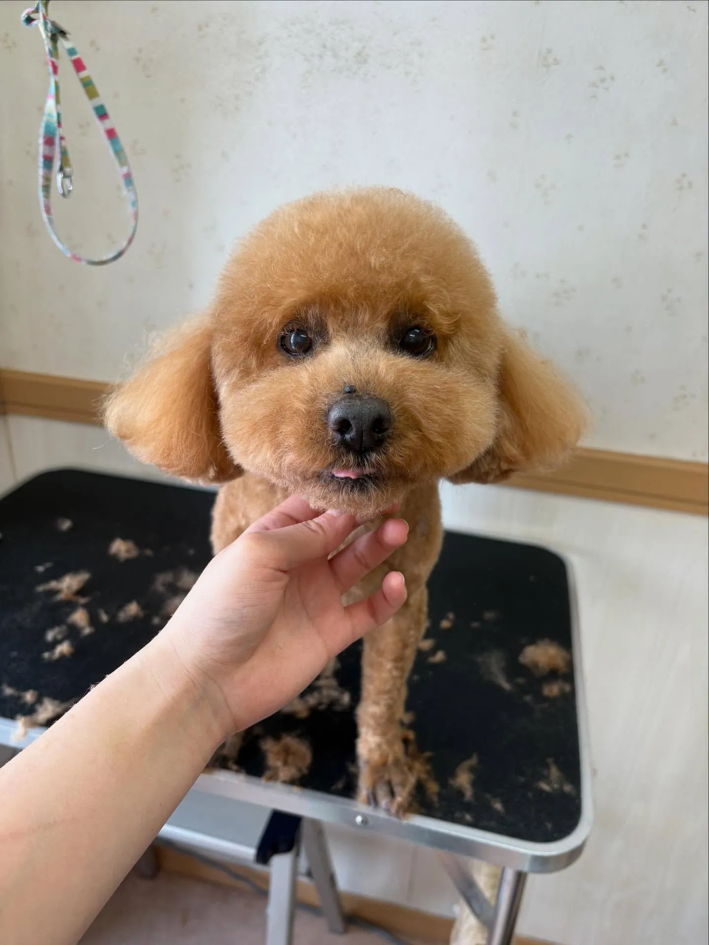 犬のトリミング✂️