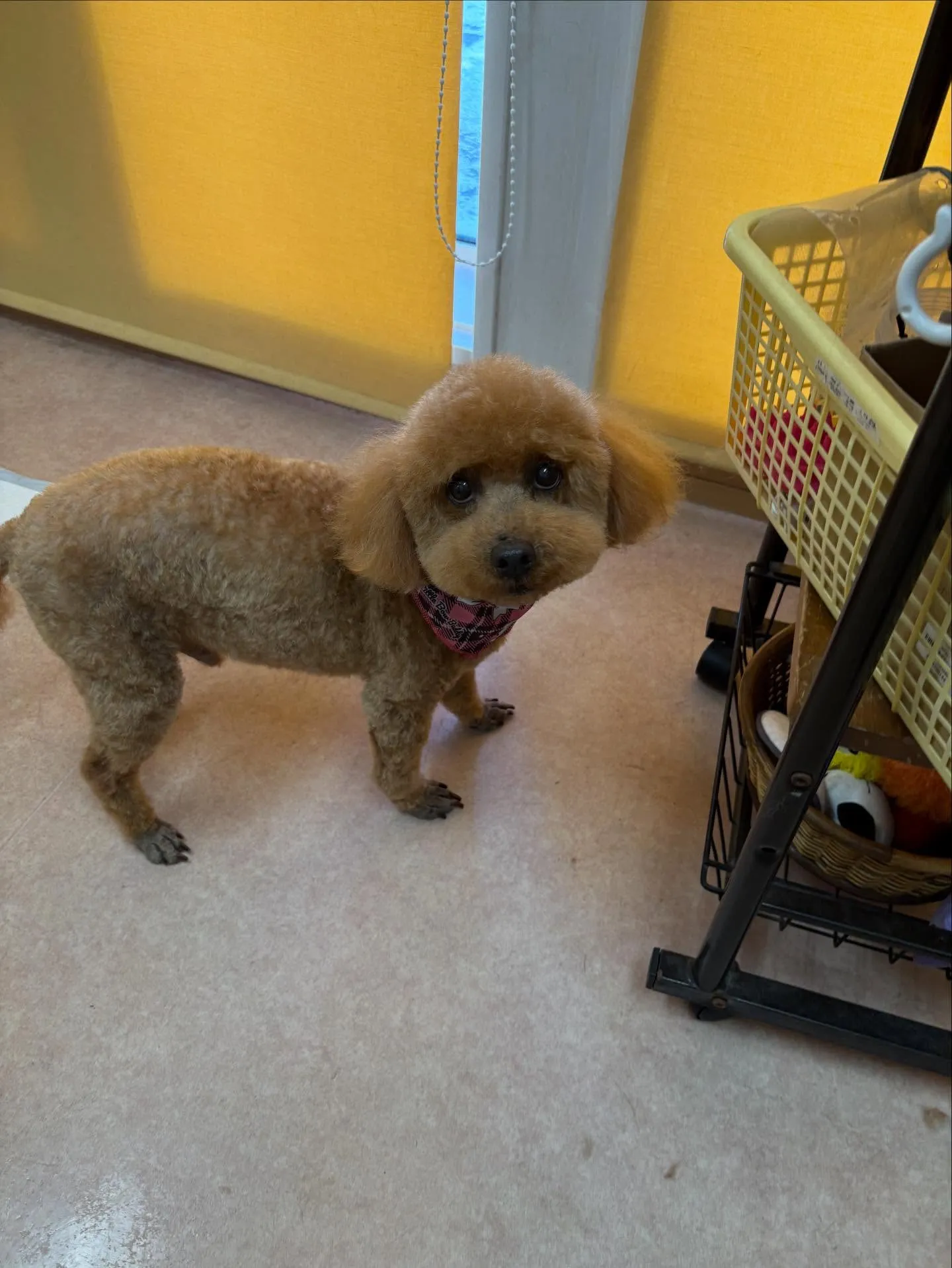 犬のトリミング✂️