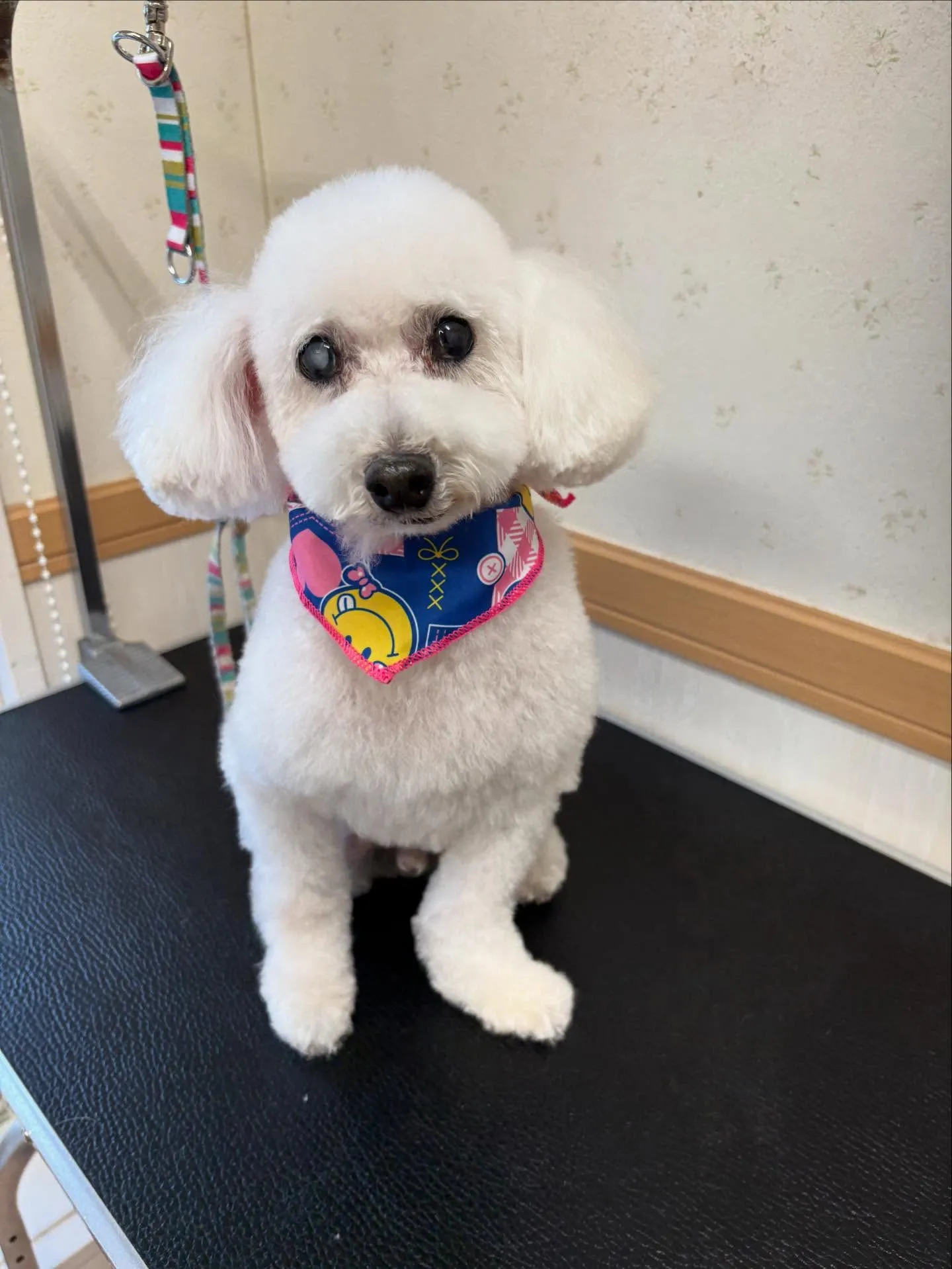 犬のトリミング✂️