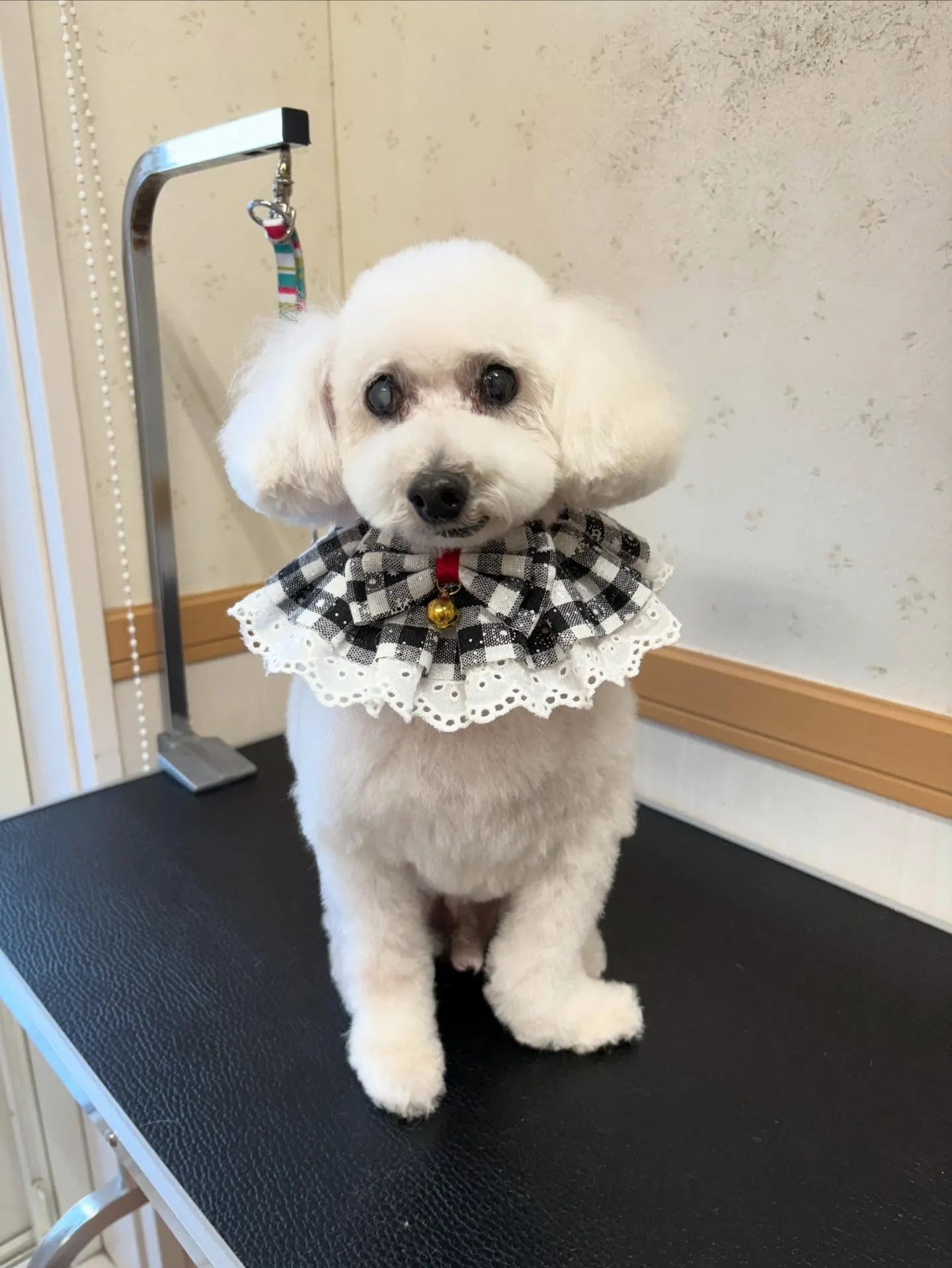 犬のトリミング✂️