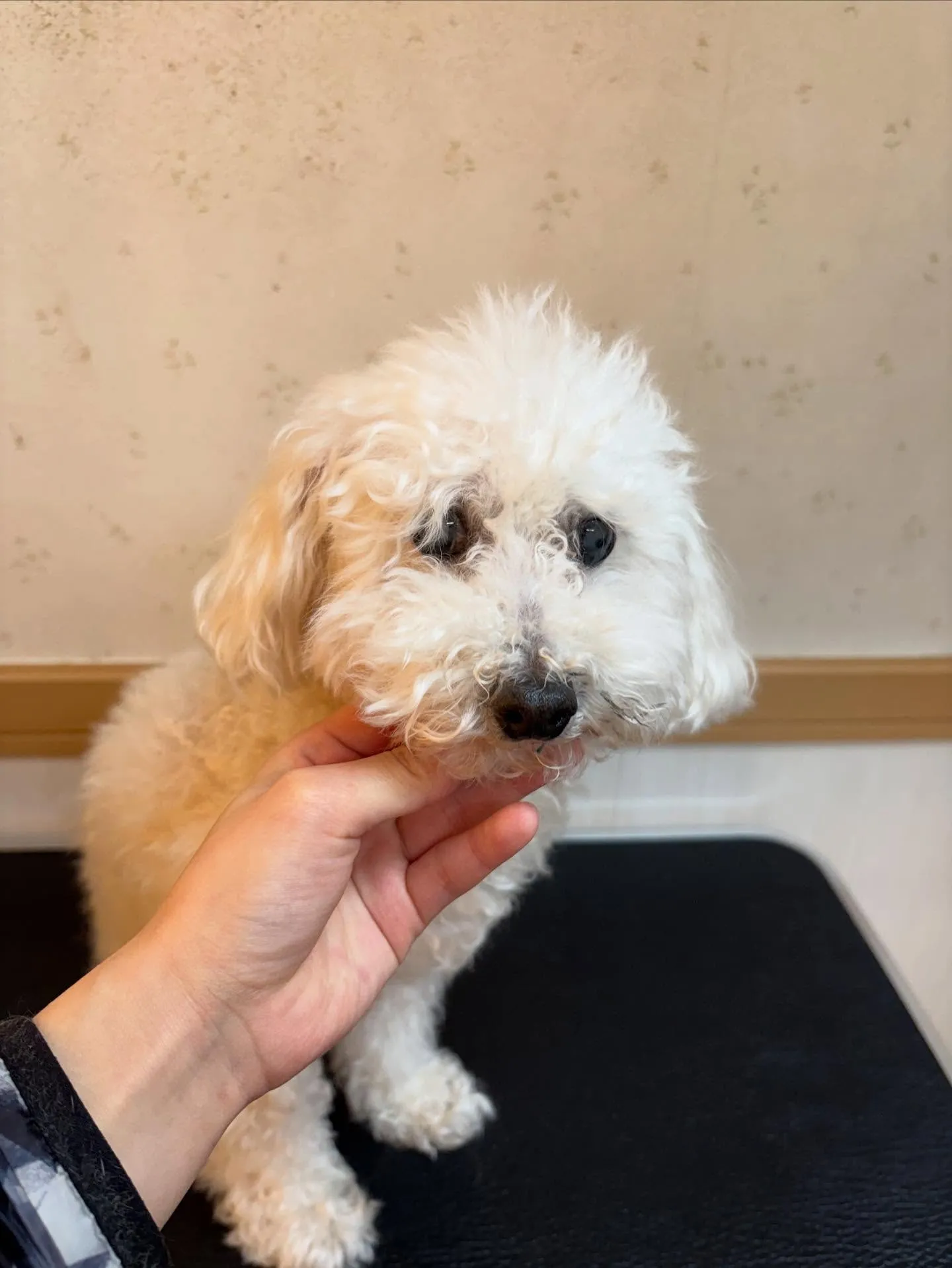 犬のトリミング✂️