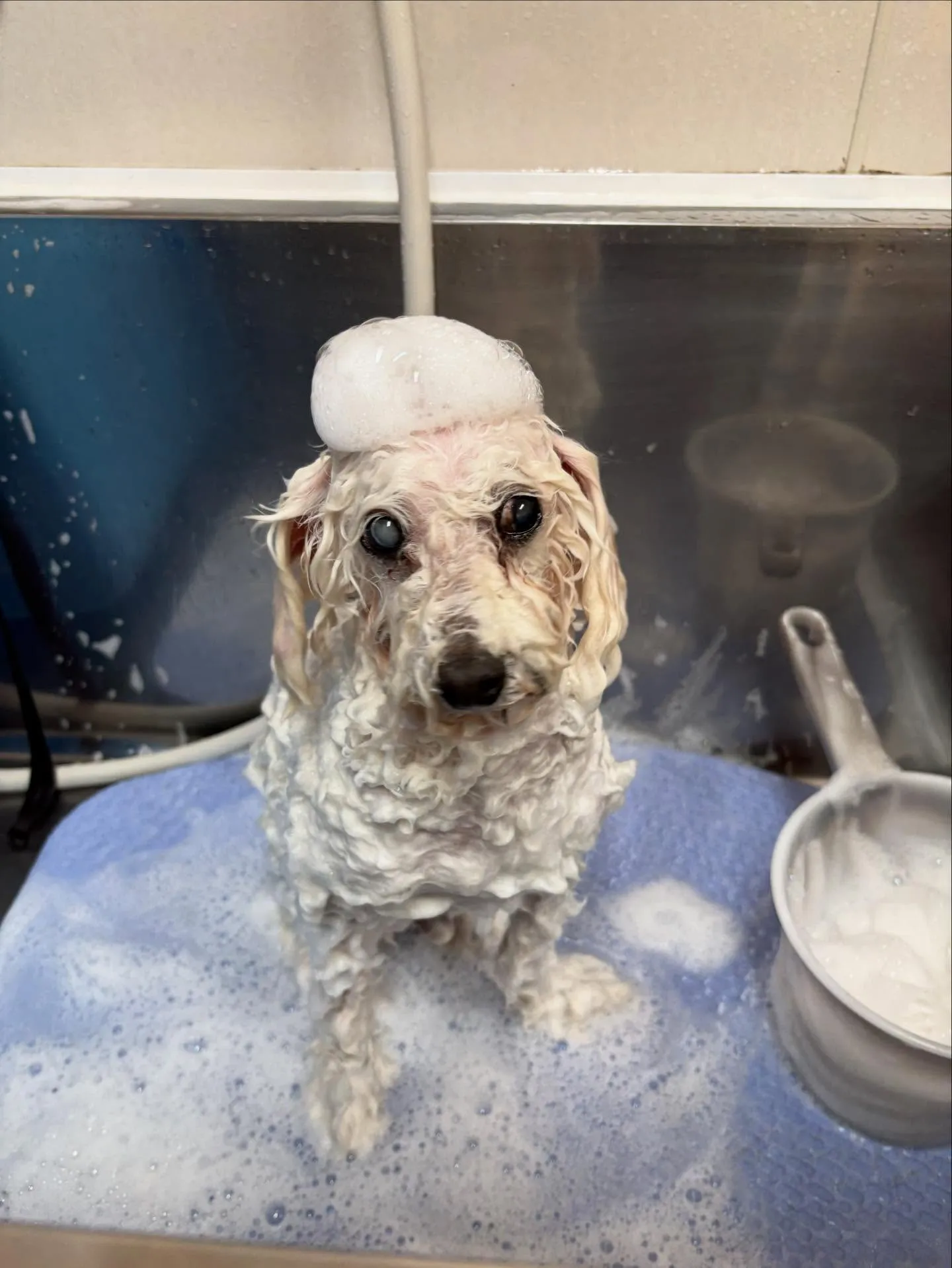 犬のトリミング✂️