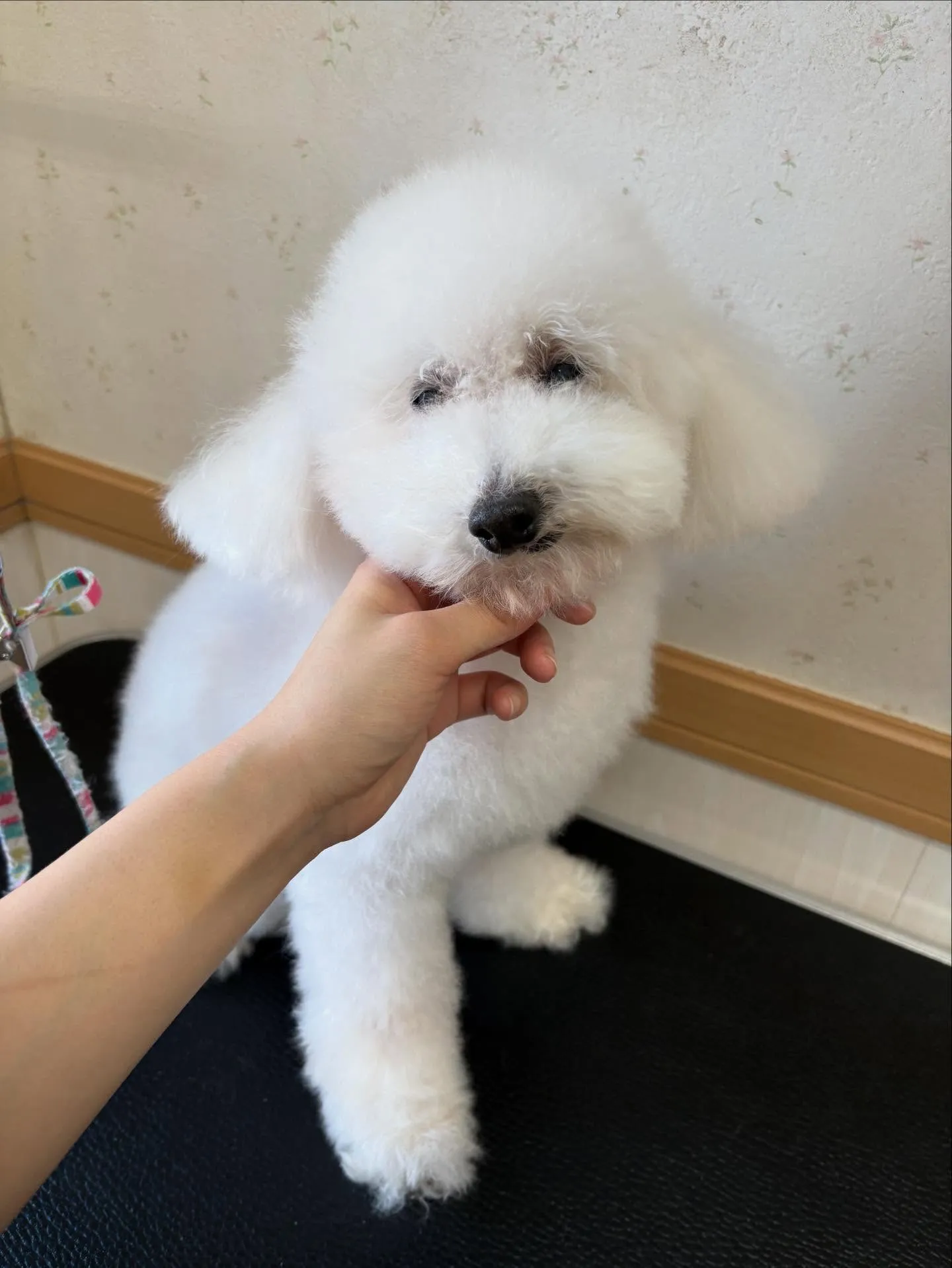 犬のトリミング✂️