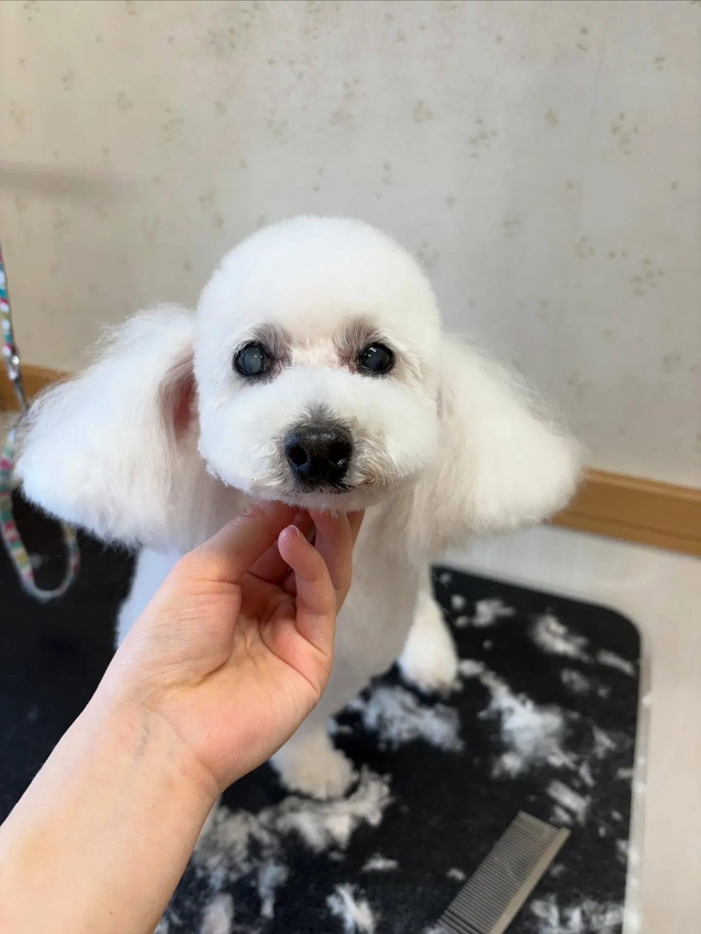 犬のトリミング✂️