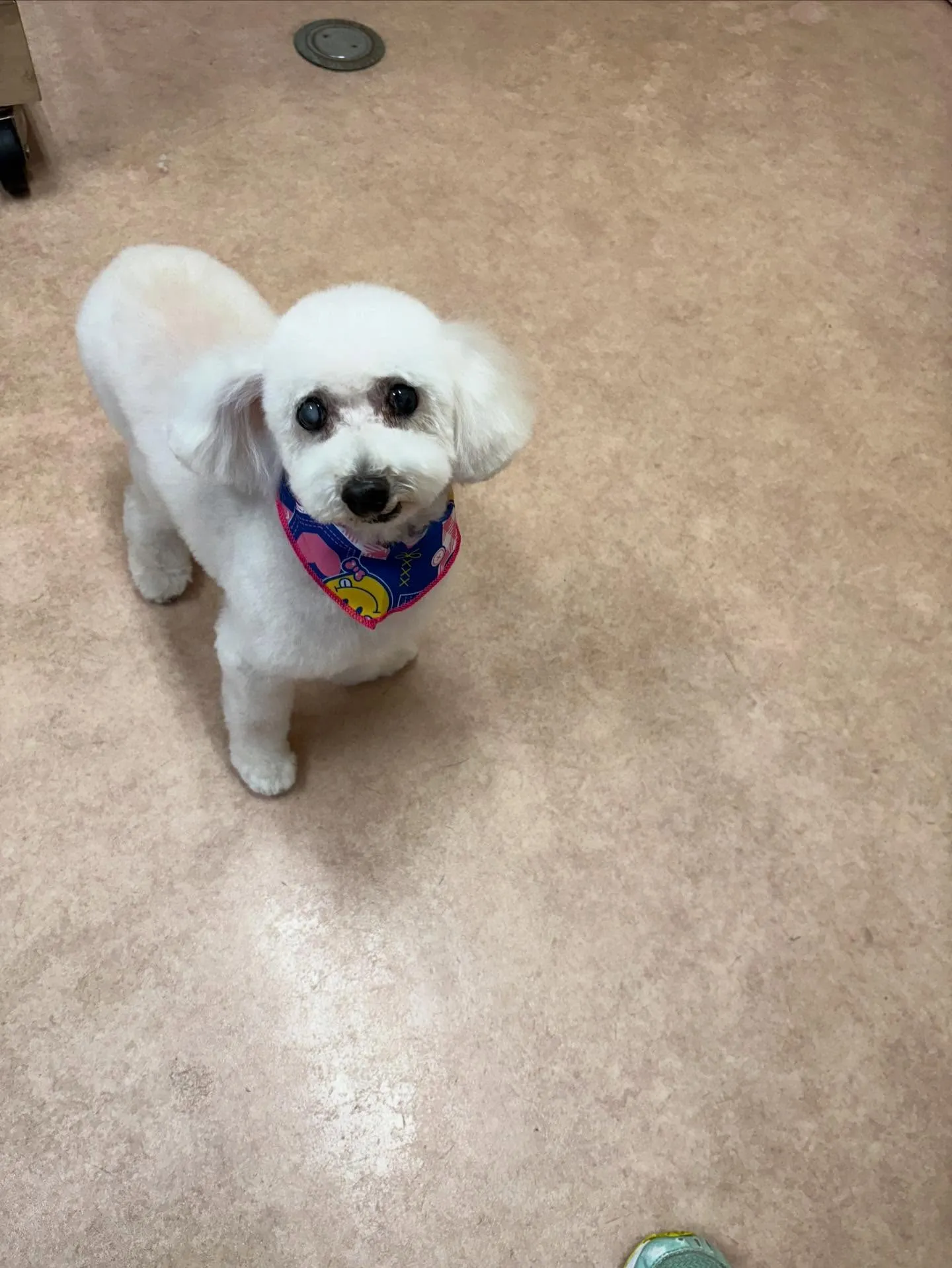 犬のトリミング✂️