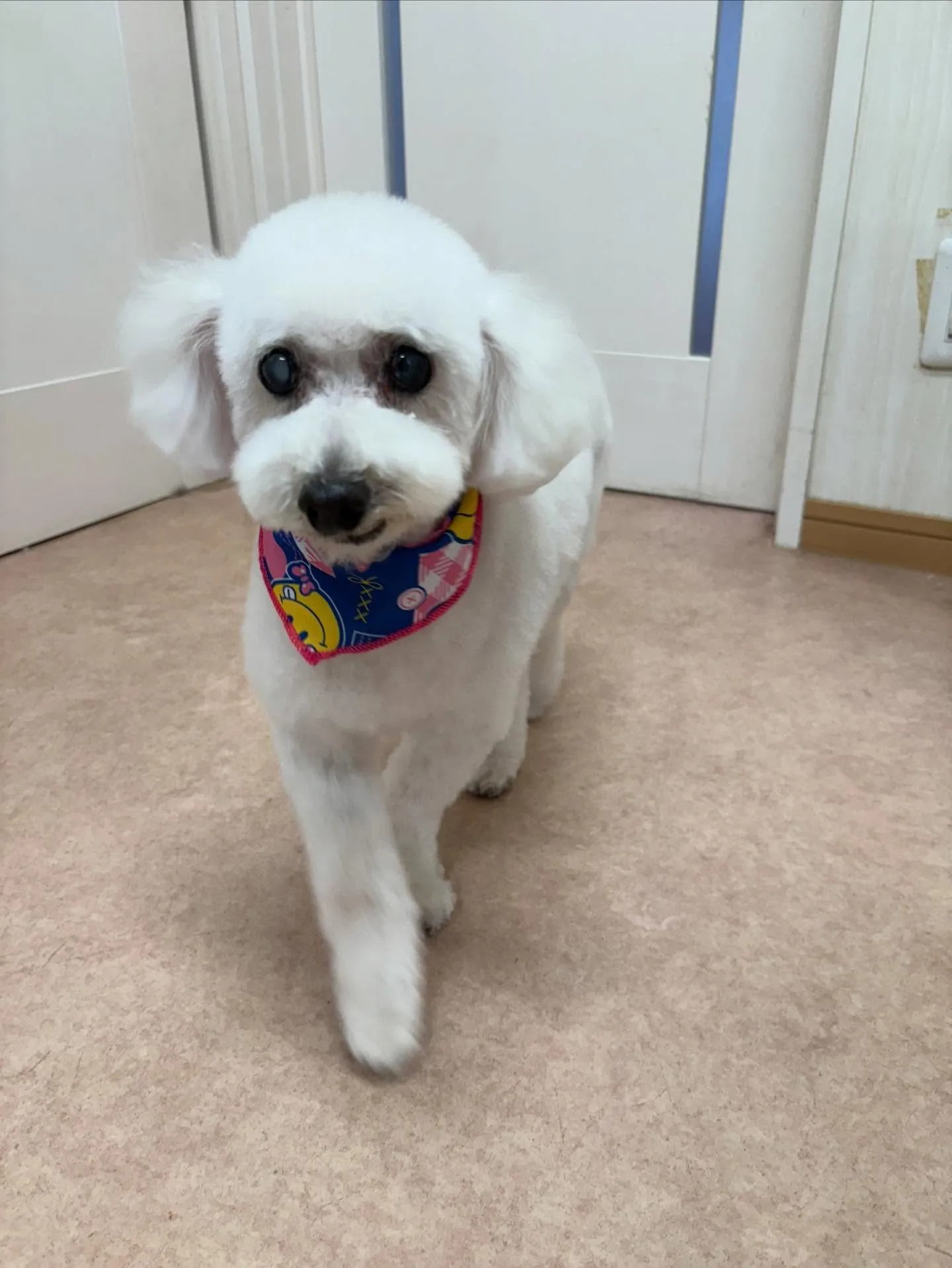 犬のトリミング✂️