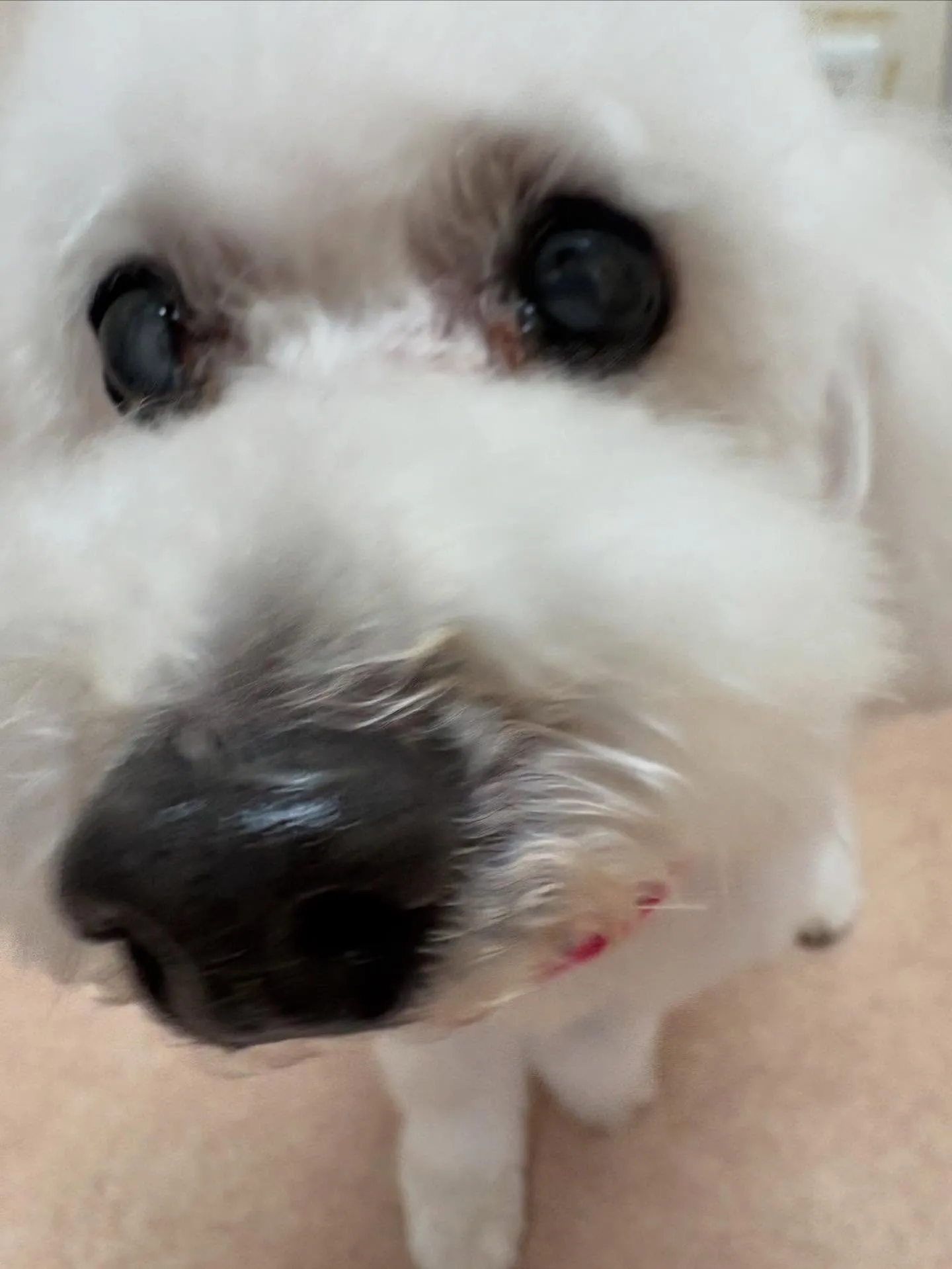 犬のトリミング✂️