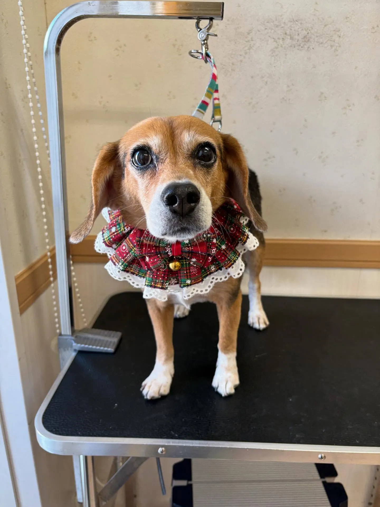 犬のシャンプー🫧