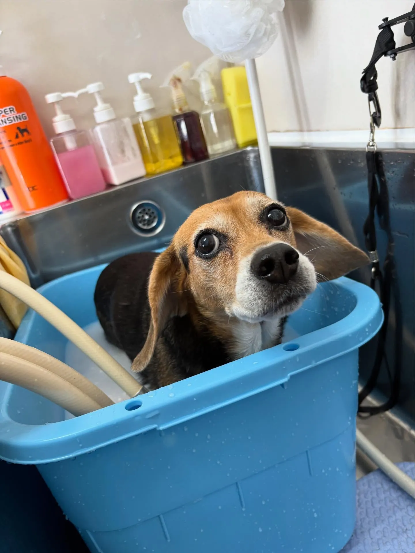 犬のシャンプー🫧