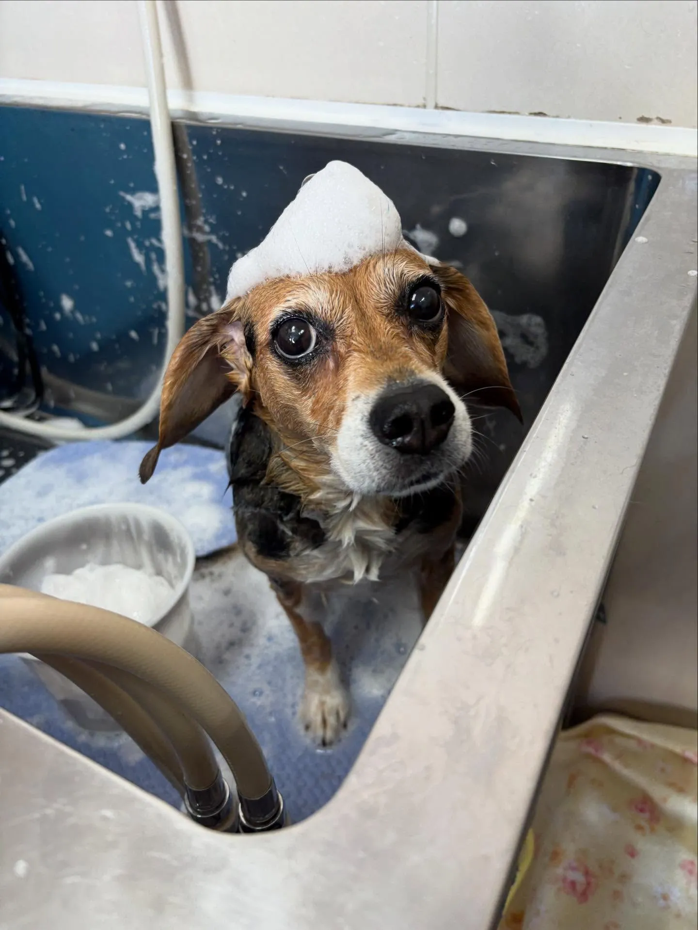 犬のシャンプー🫧