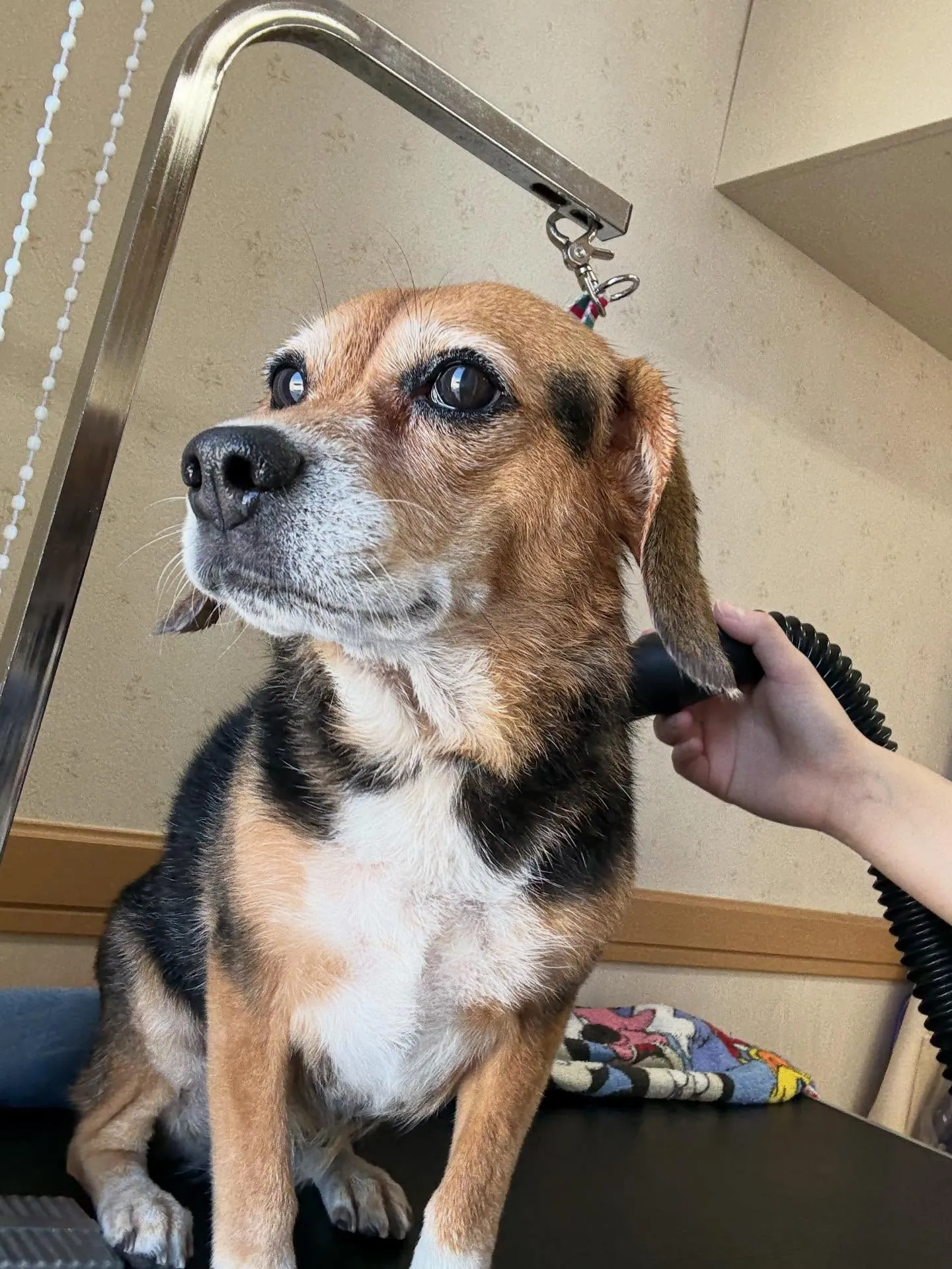犬のシャンプー🫧