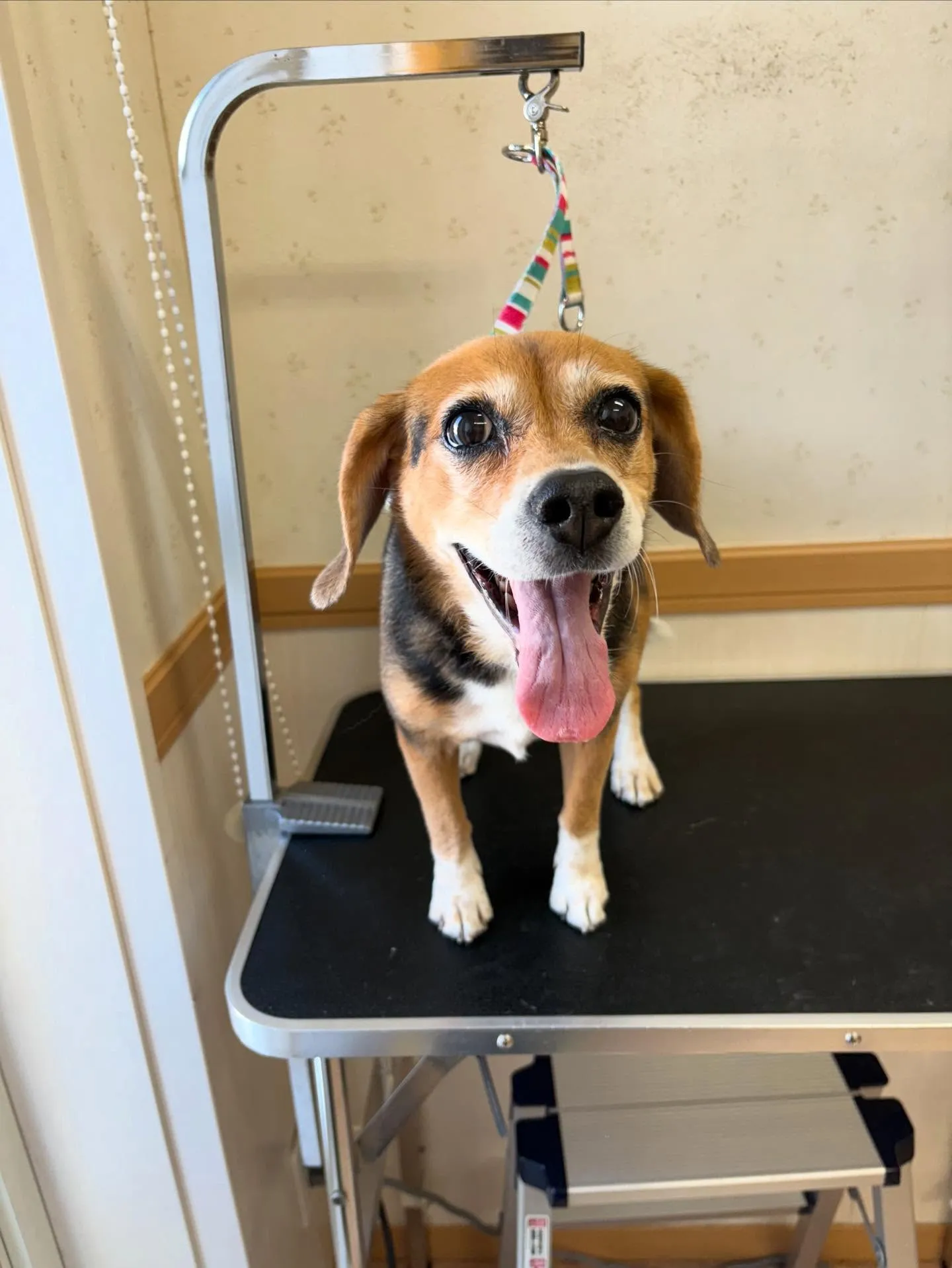 犬のシャンプー🫧