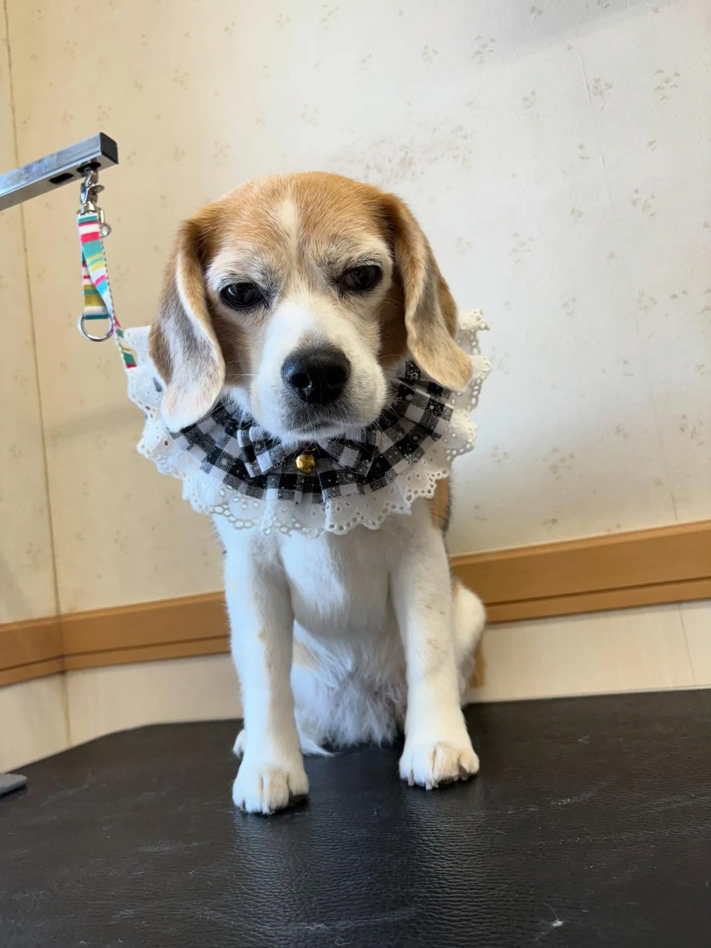 犬のシャンプー🫧