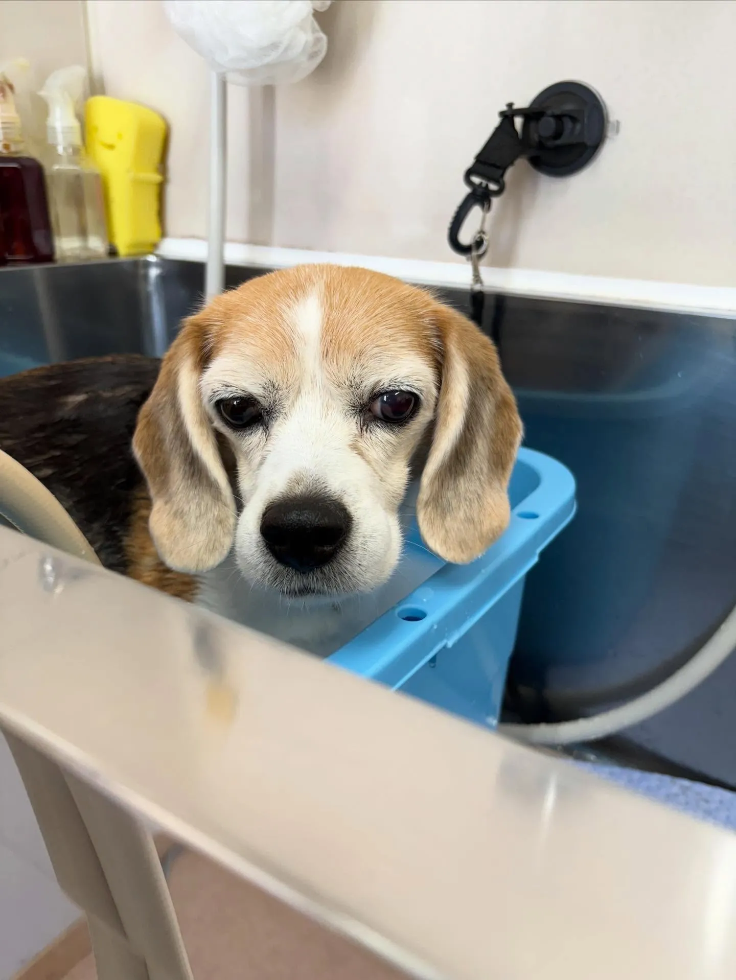 犬のシャンプー🫧