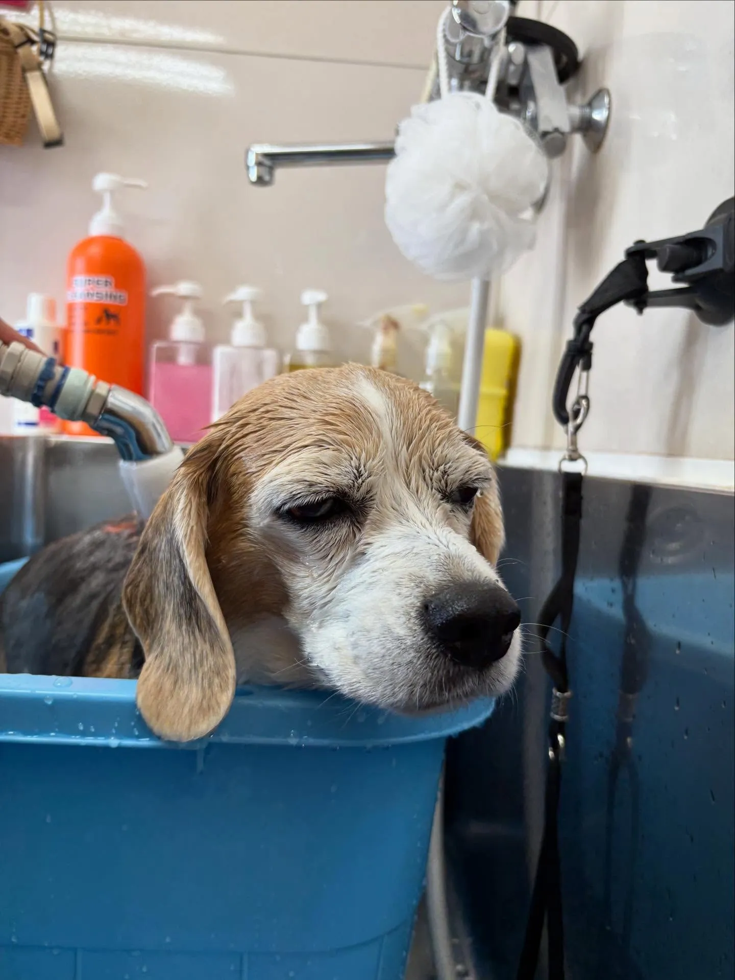 犬のシャンプー🫧