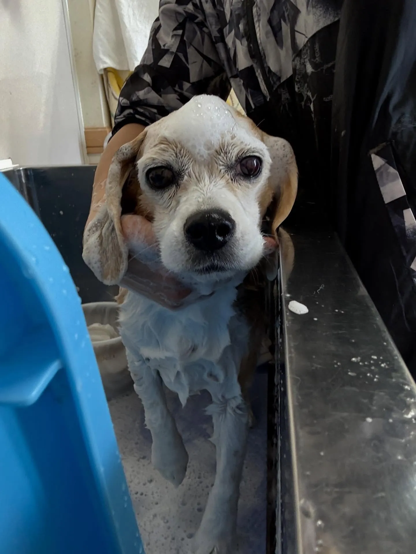 犬のシャンプー🫧