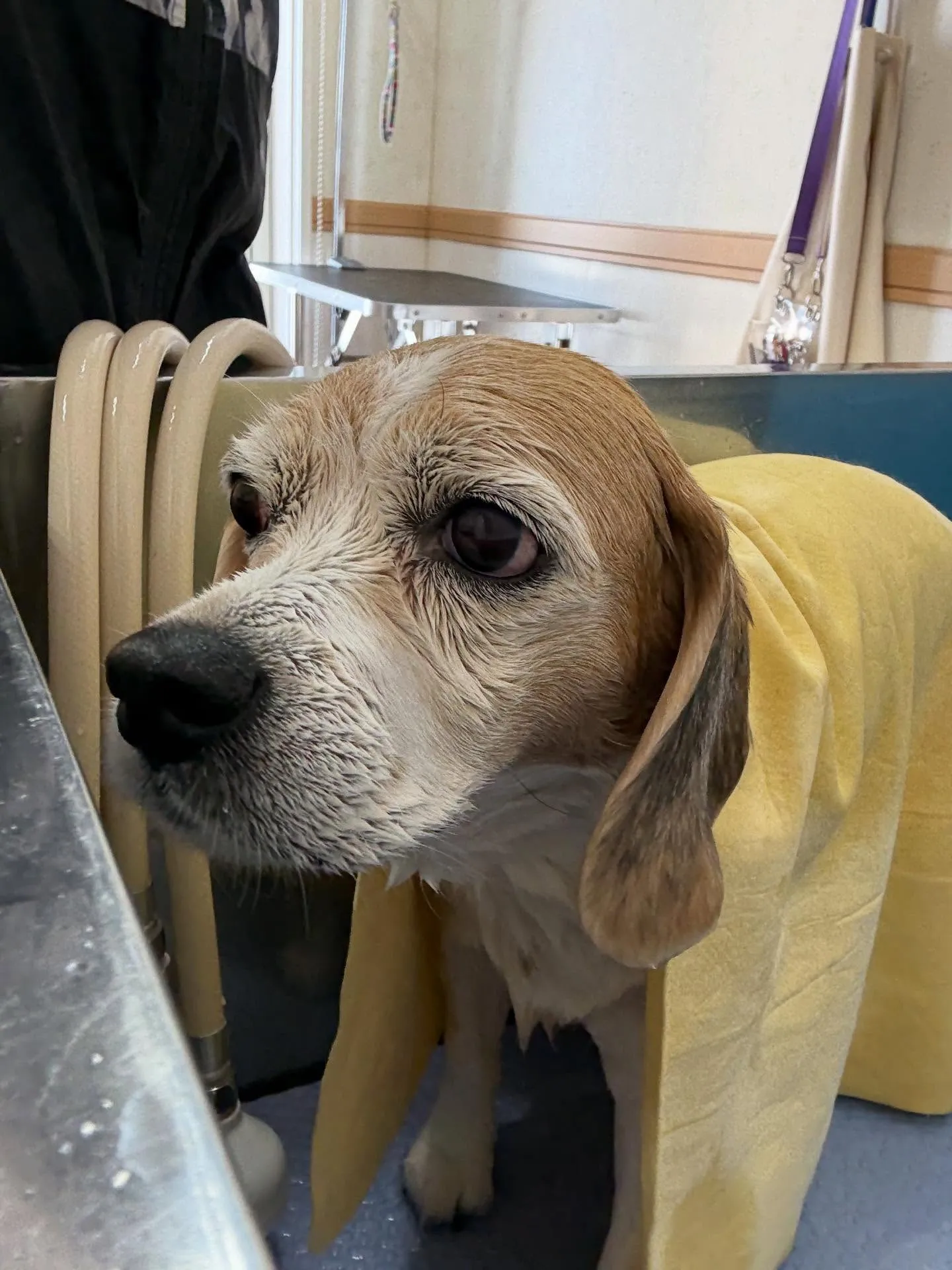 犬のシャンプー🫧