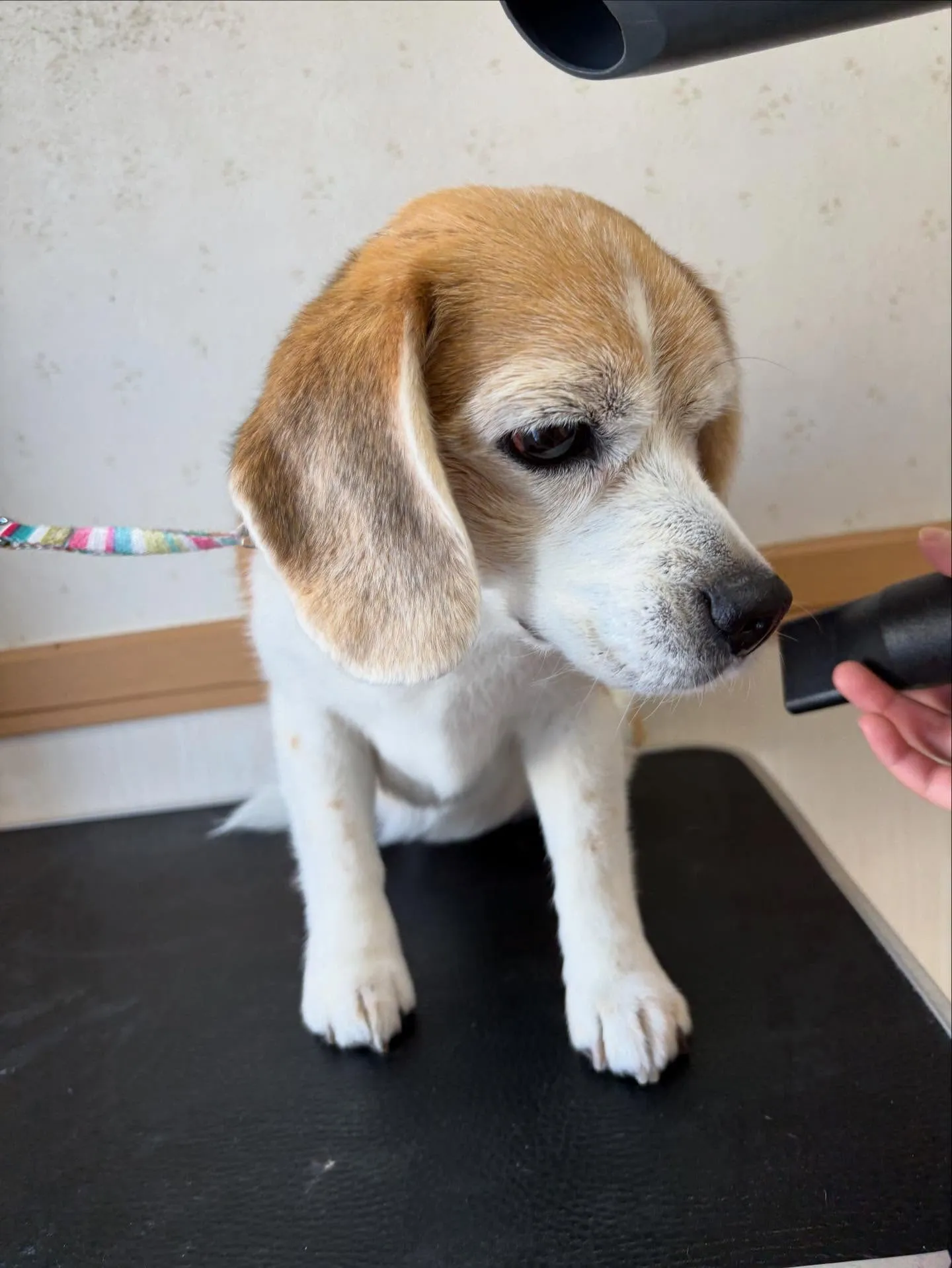 犬のシャンプー🫧